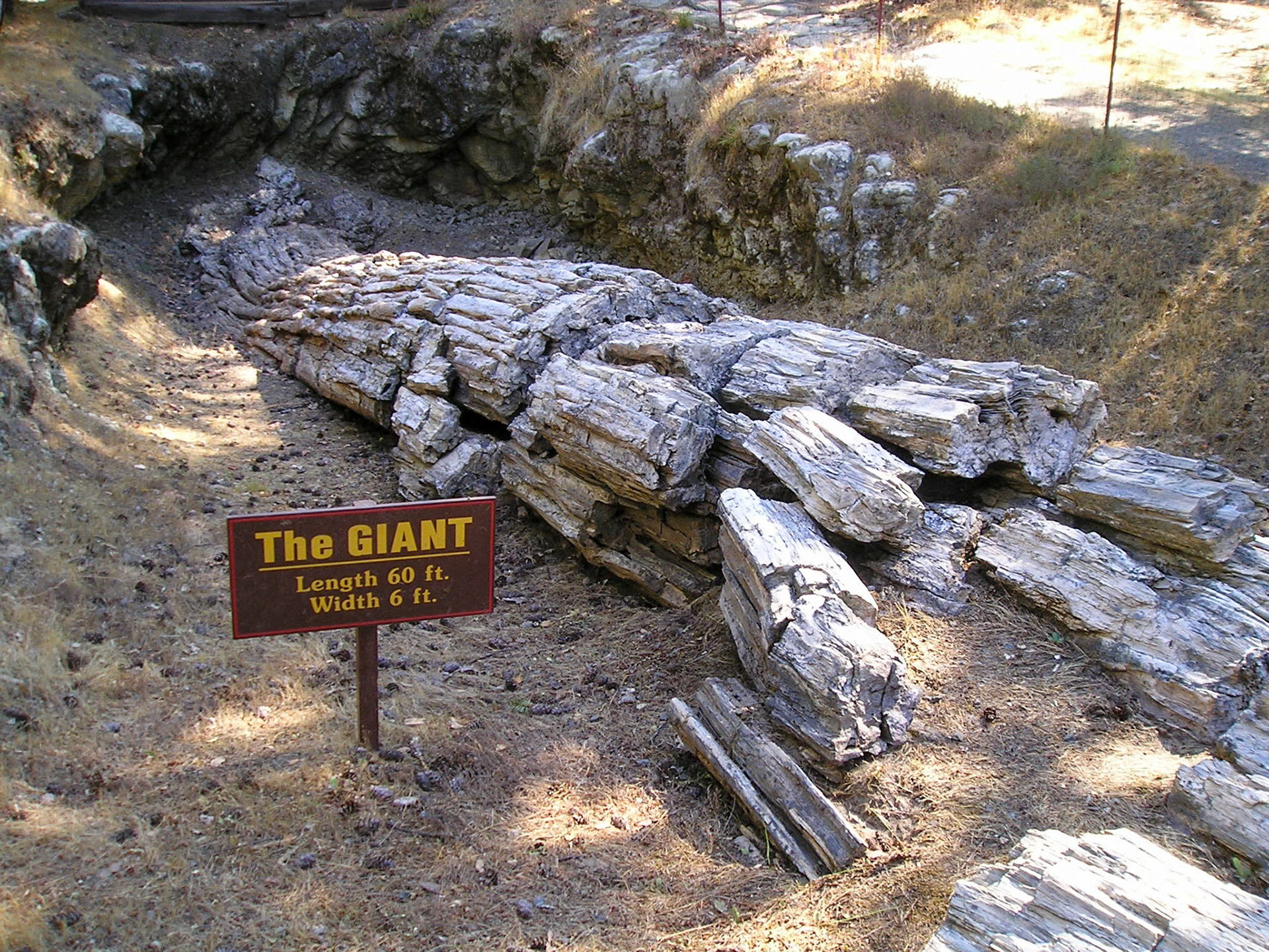 Petrified tree, Napa Valley