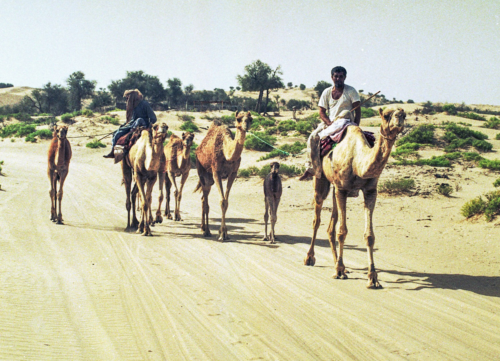 Camel drivers, Wahiba Sands