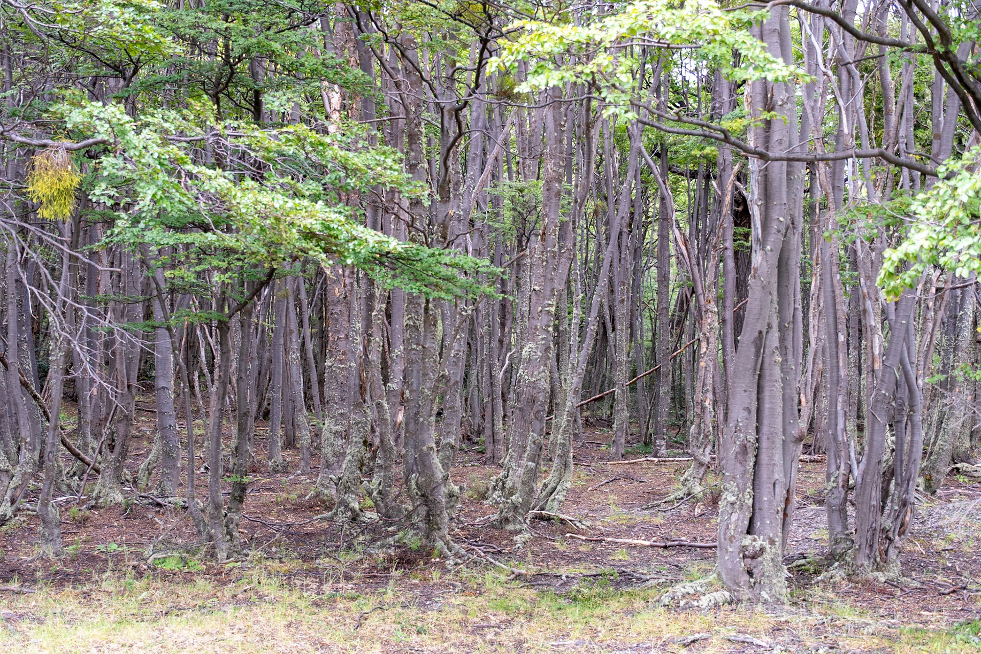 Tierra Del Fuego NP, Ushuaia, Argentina