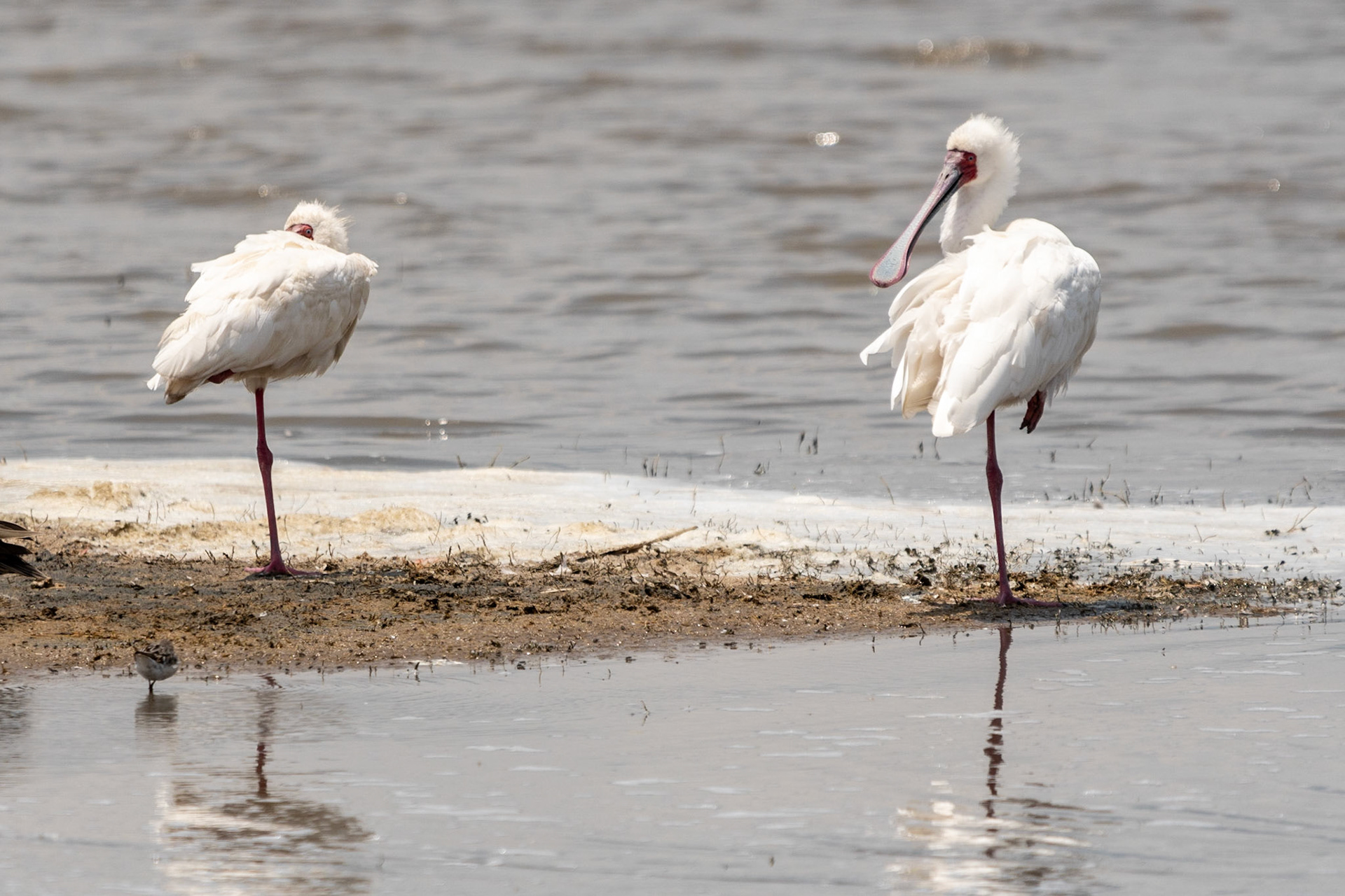 African Spoonbills, Ngorongoro Crater