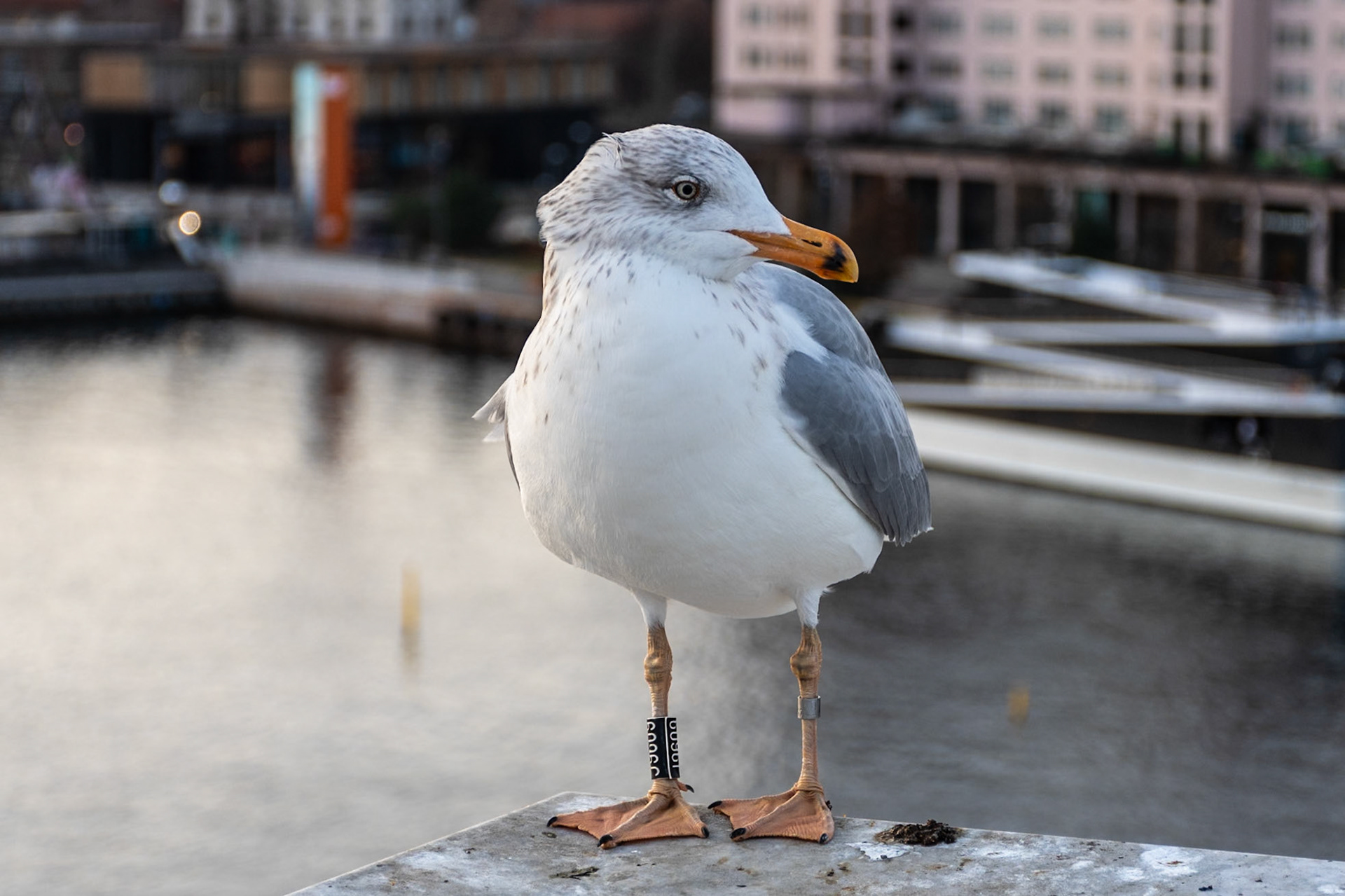 Herring Gull, Opera House, Oslo