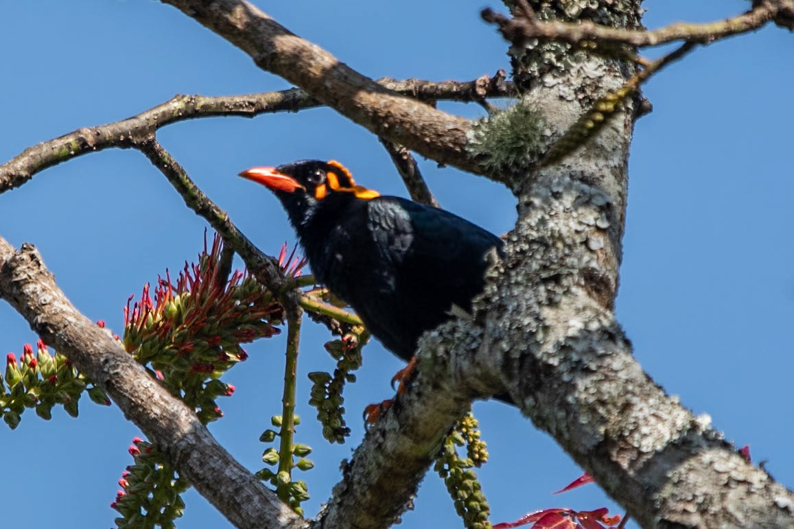 Common Hill Myna, en route to Madurai
