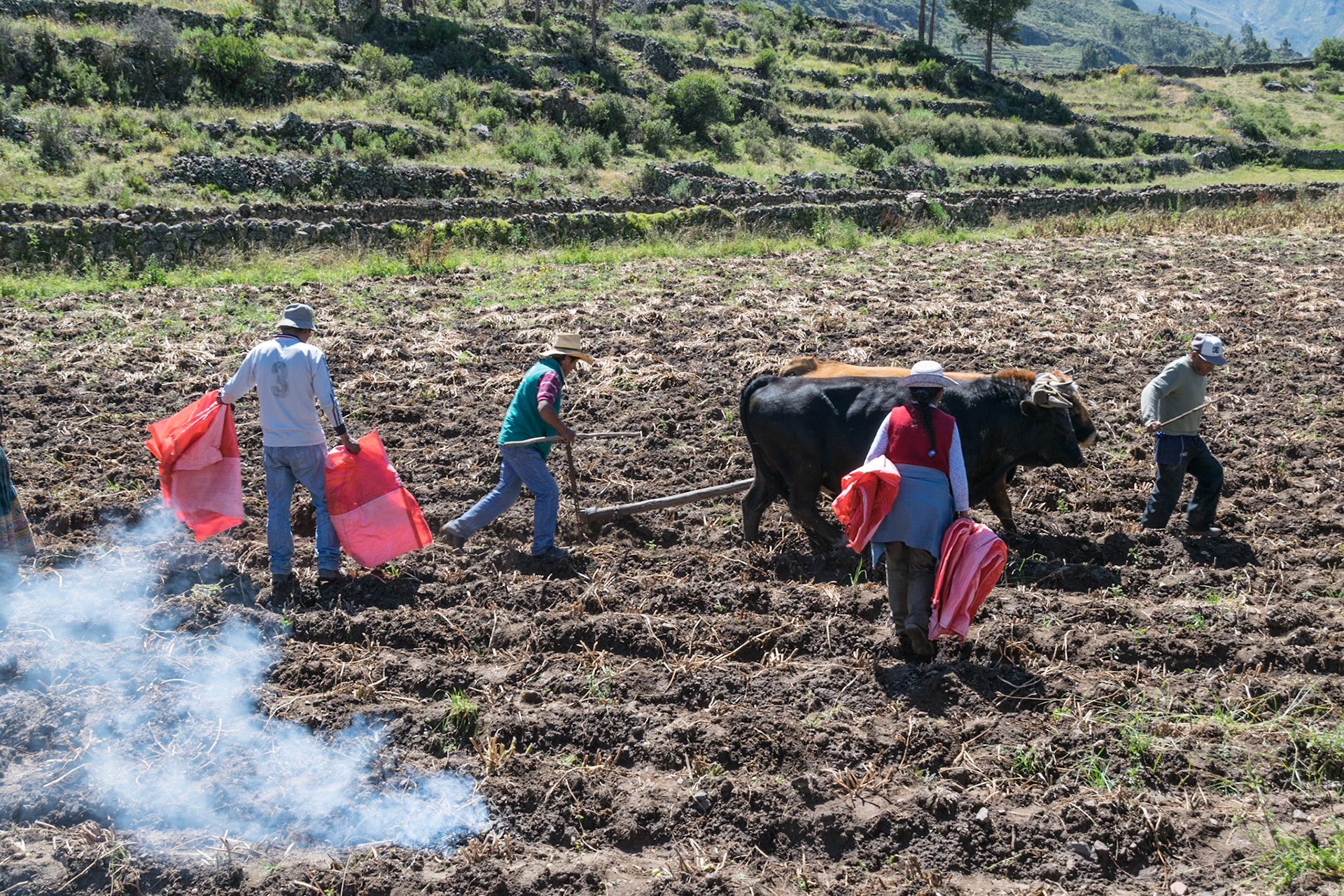 Harvesting potatoes, Corporaque