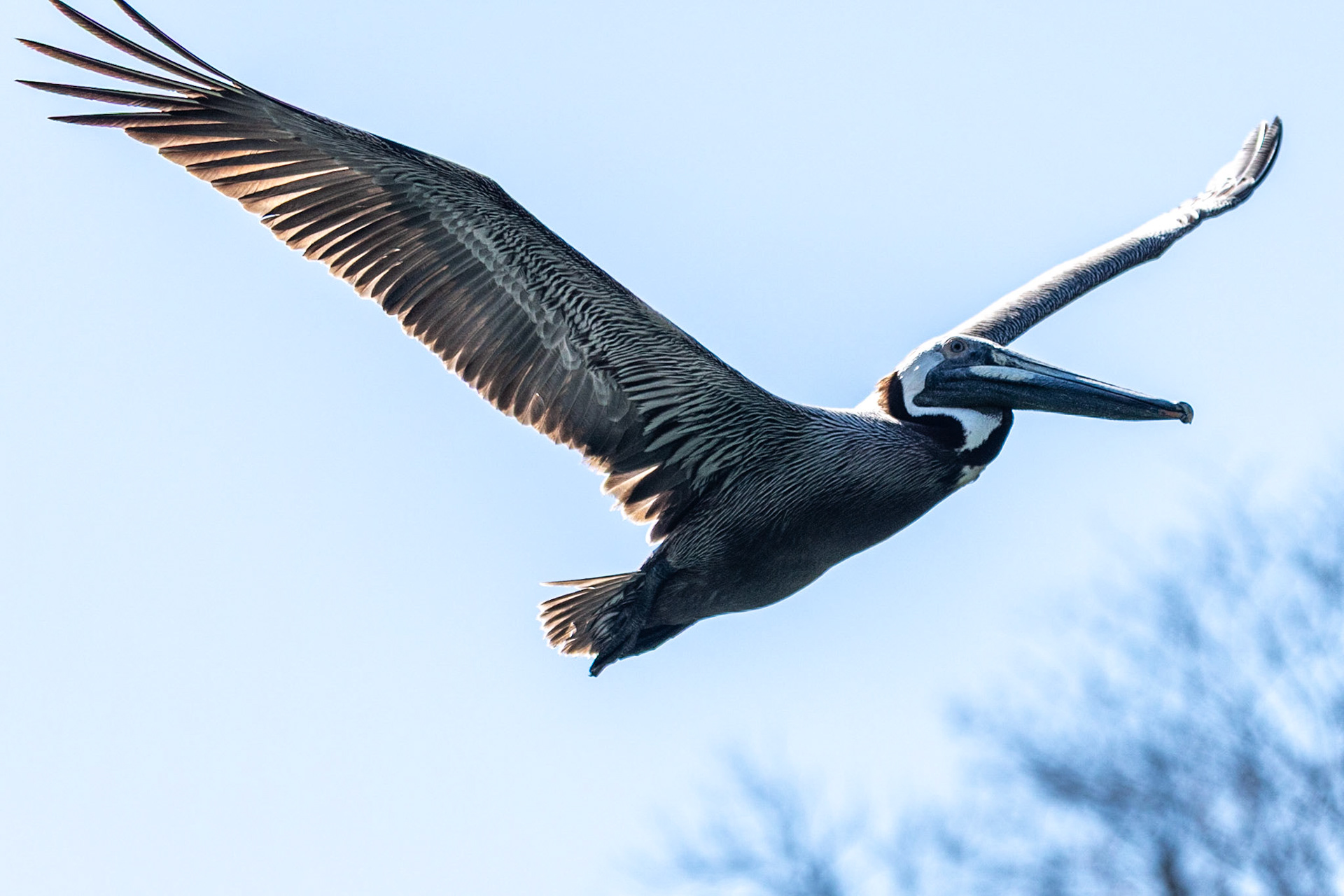 Brown Pelican in flight, Sumidero Canyon, Mexico
