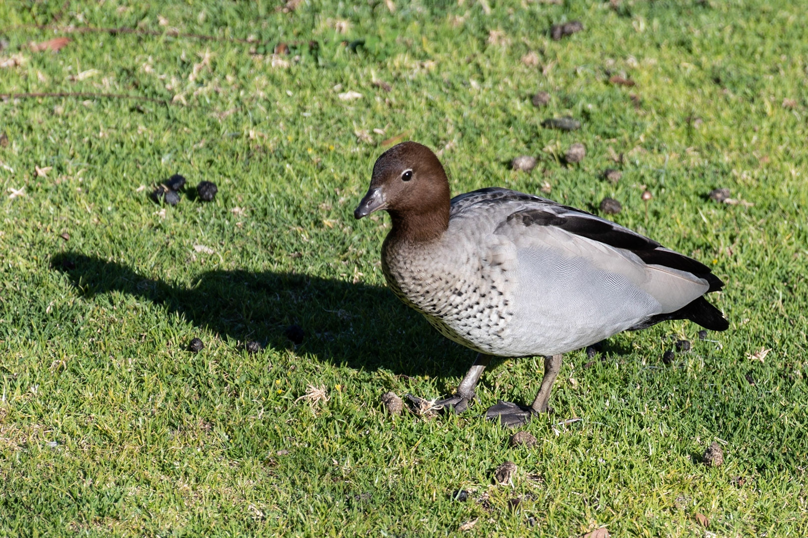 Australian Wood-duck, Yanchep, WA