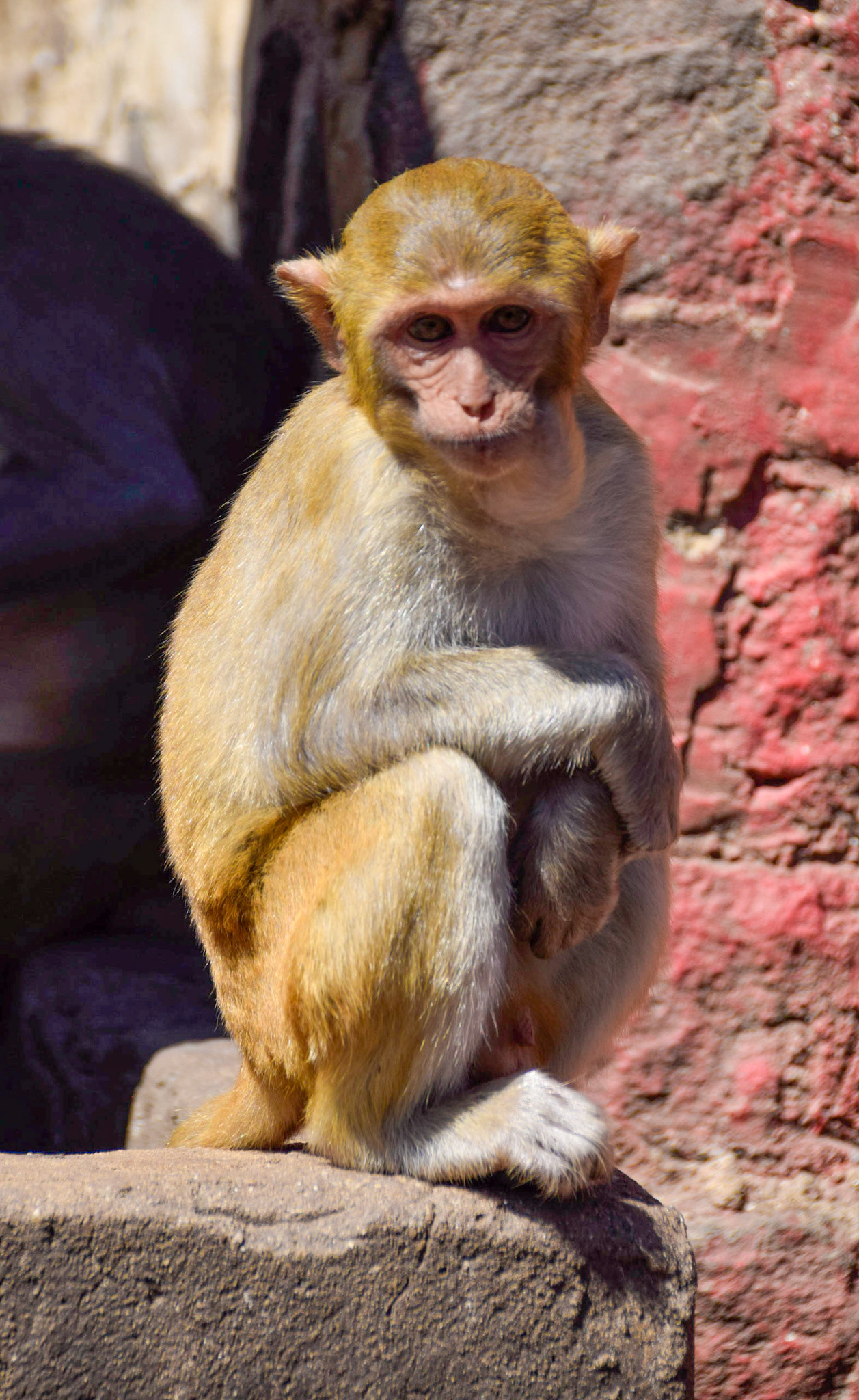 Rhesus macaque, Mount Popa, Myanmar