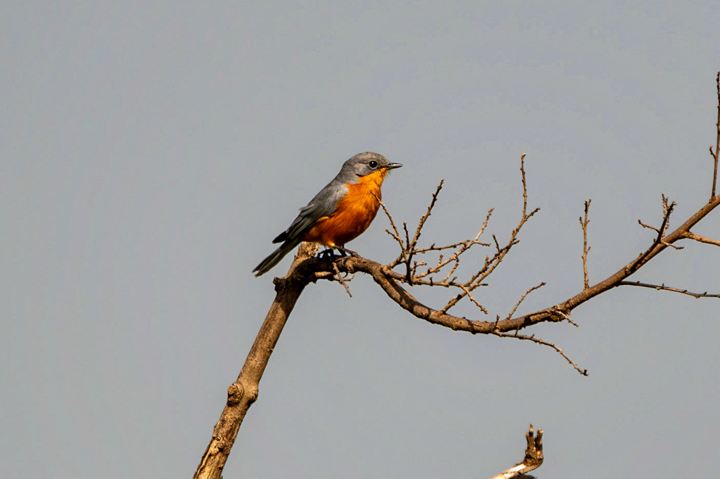 Silverbird, Serengeti