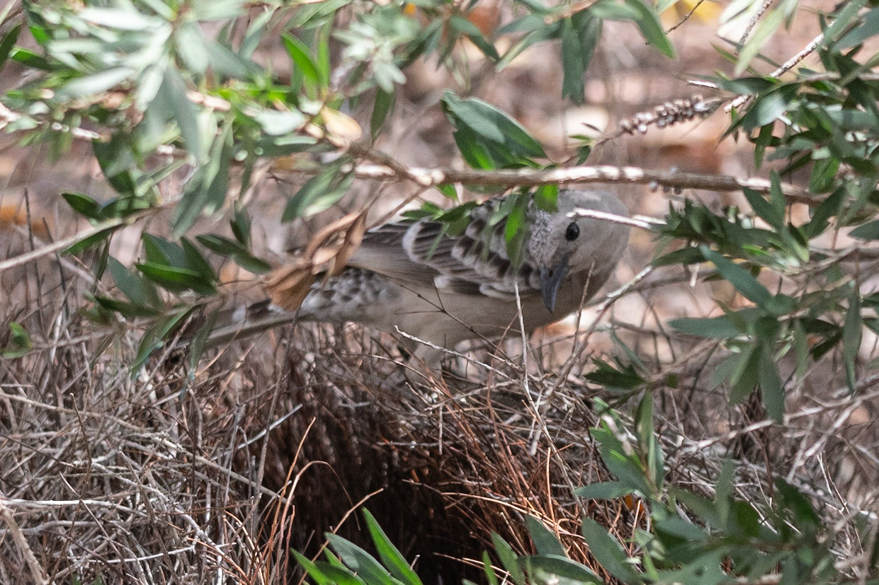 Great Bower Bird, Mareeba, Qld