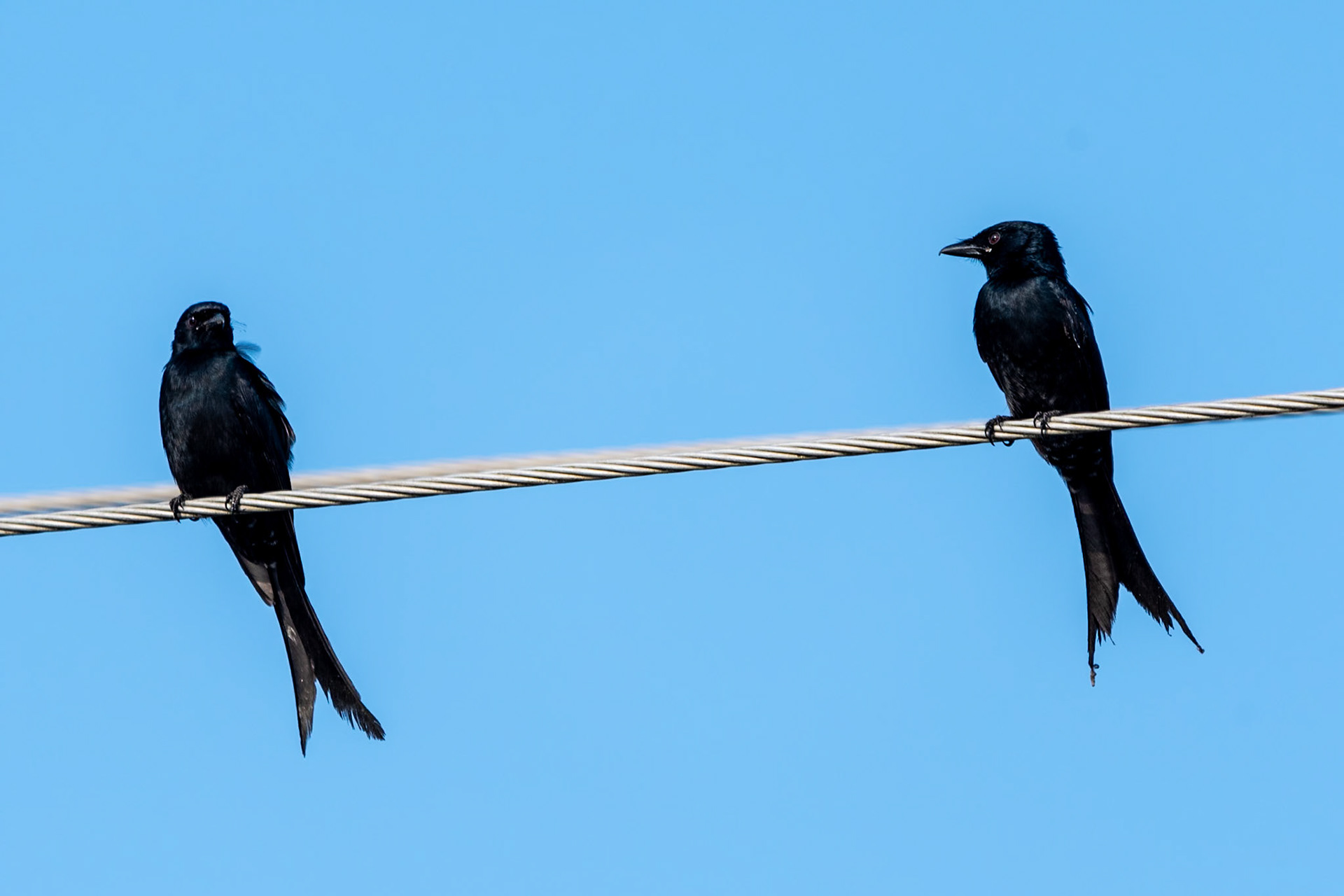 Black Drongos, Backwaters, Alleppey
