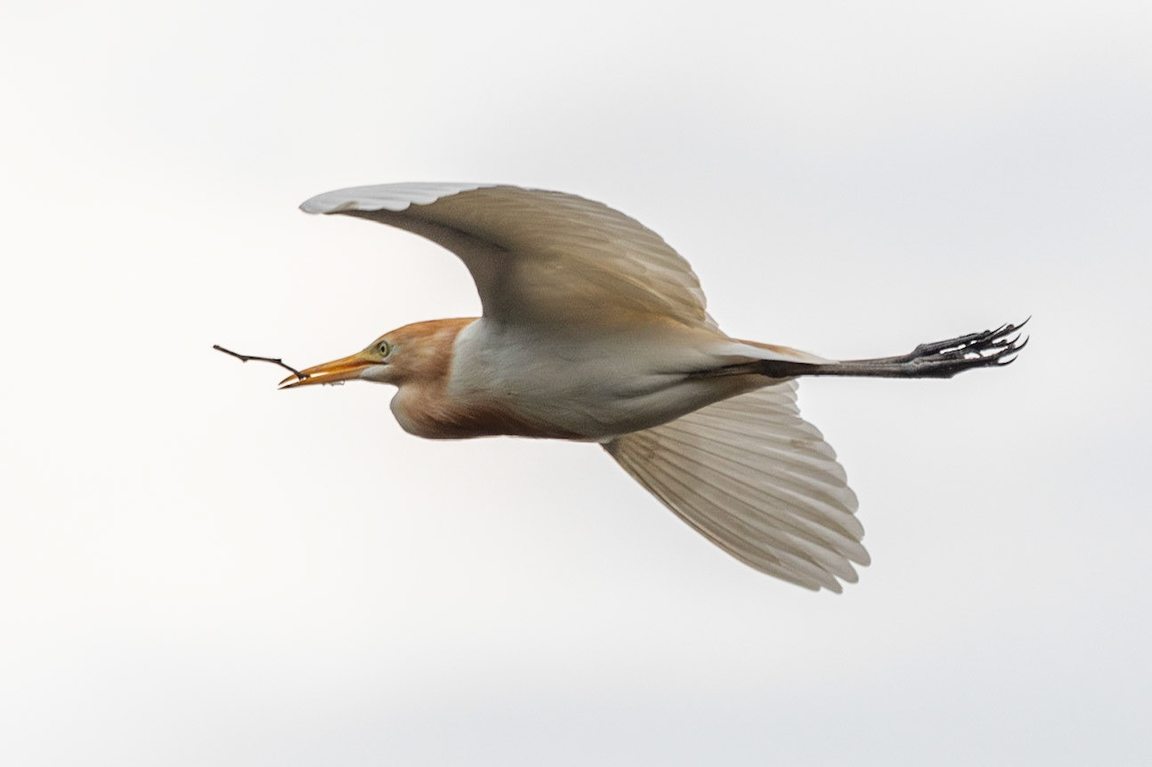 Cattle Egret, Ubud