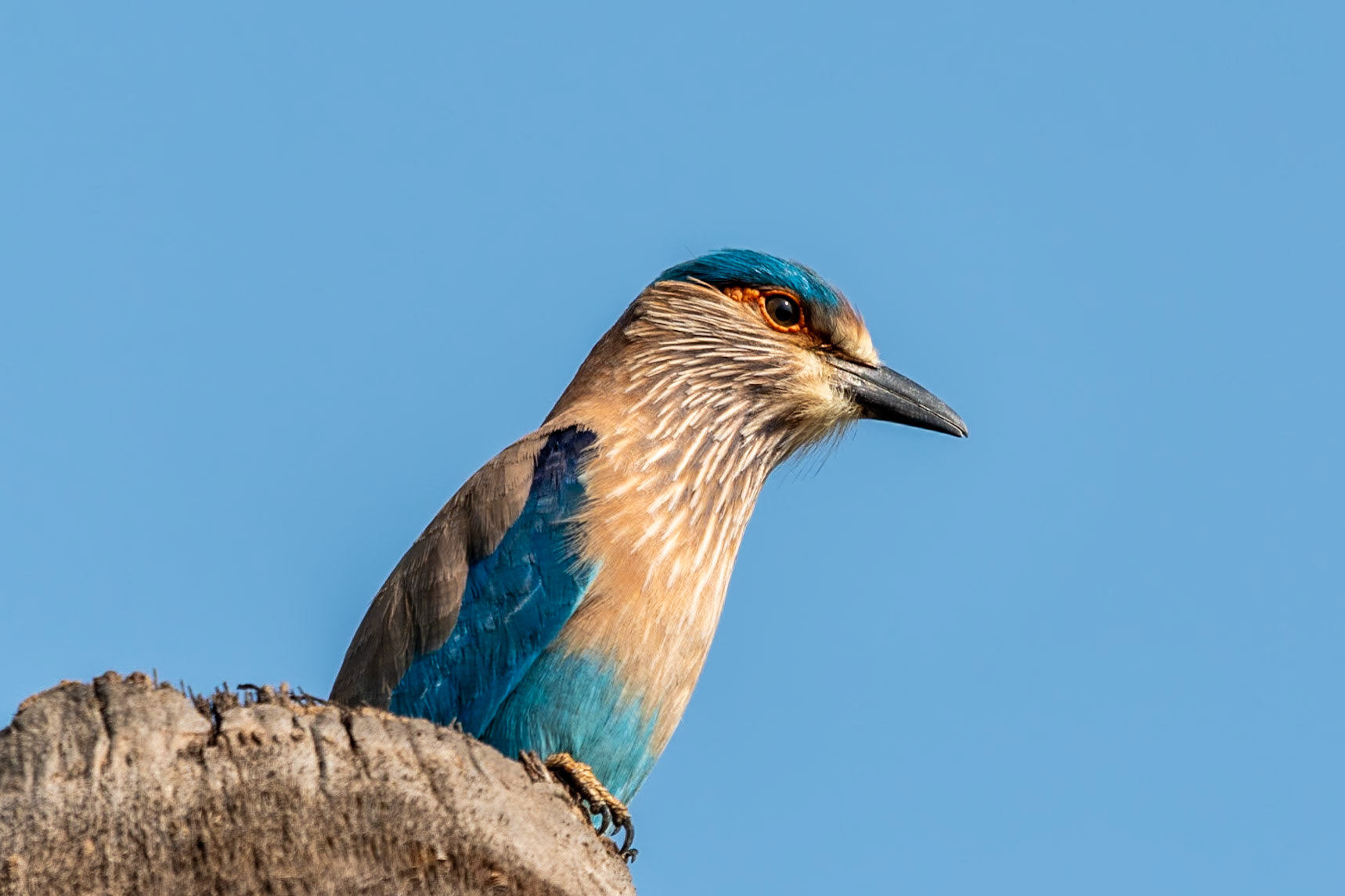 Indian Roller, en route to Thanjavur
