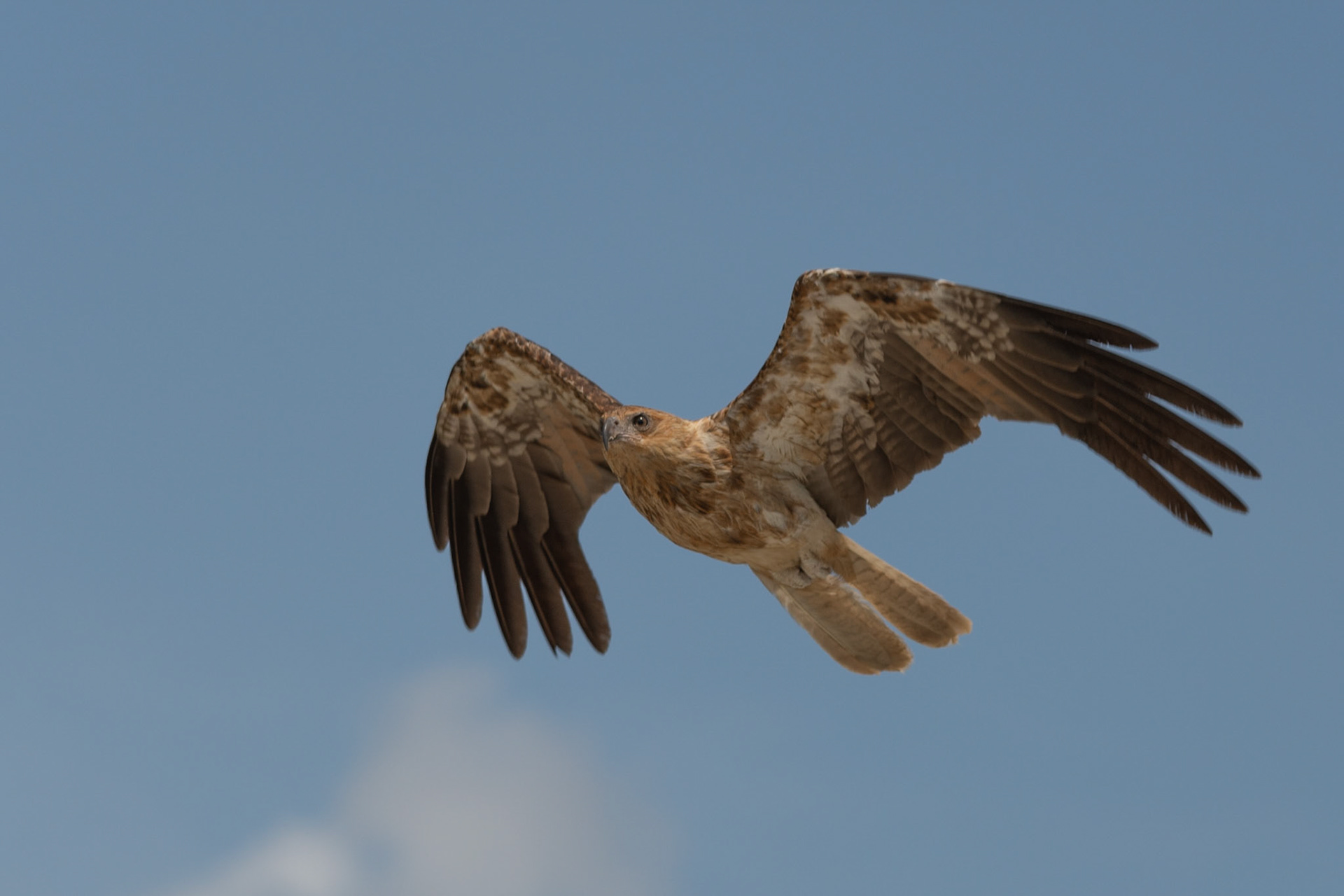 Whistling Kite, Adelaide River, Northern Territories, Australia
