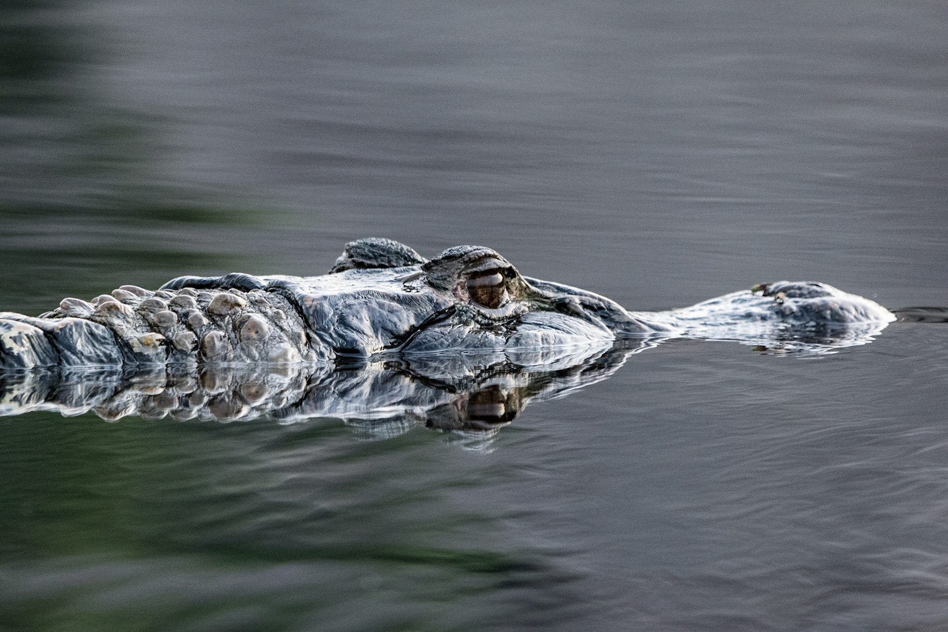 Caiman, Napo, Ecuador