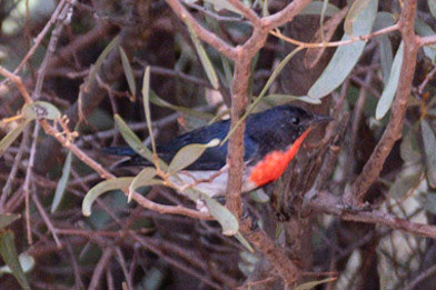 Mistletoebird, Yulara, NT