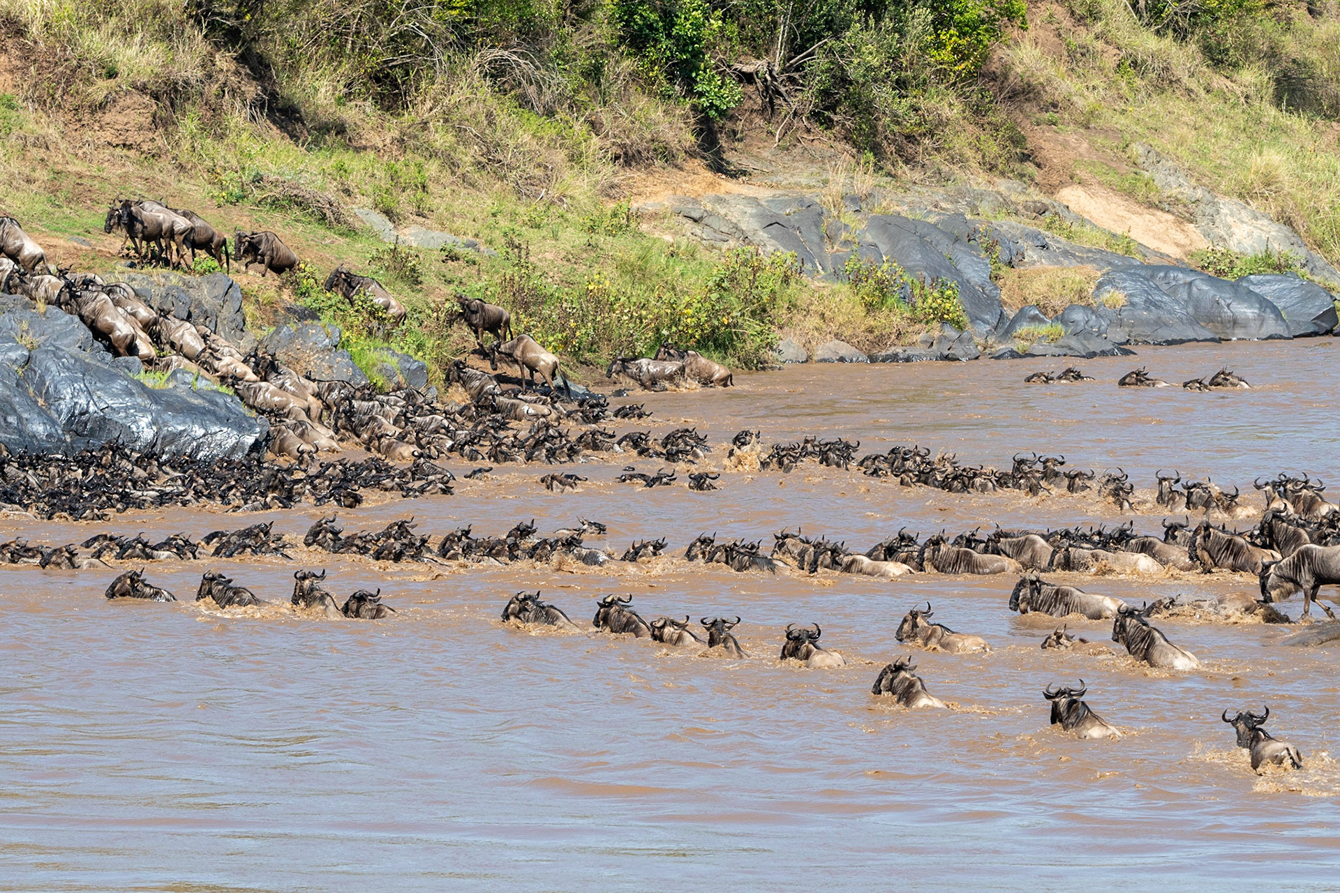 Wildebeests crossing Mara River, Maasai Mara
