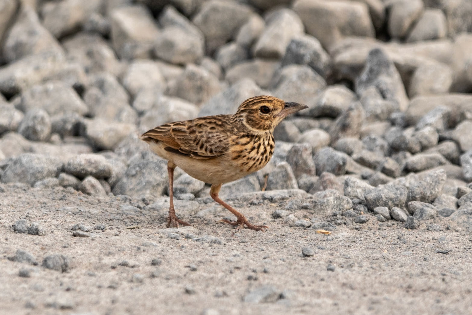 Jerdon's Bushlark, en route to Puducherry