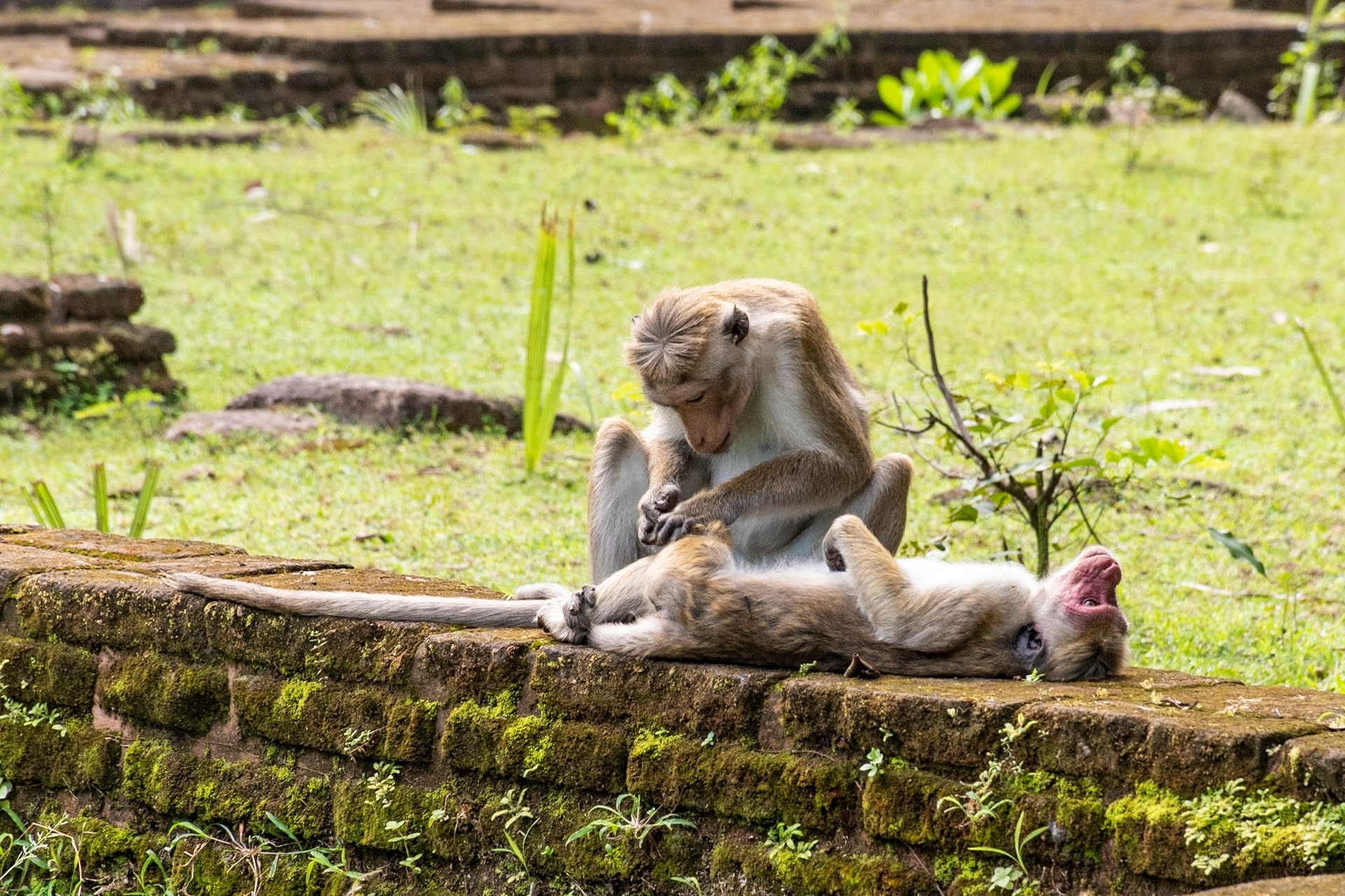 Toque macaques, Royal Palace, Polonnaruwa, Sri Lanka