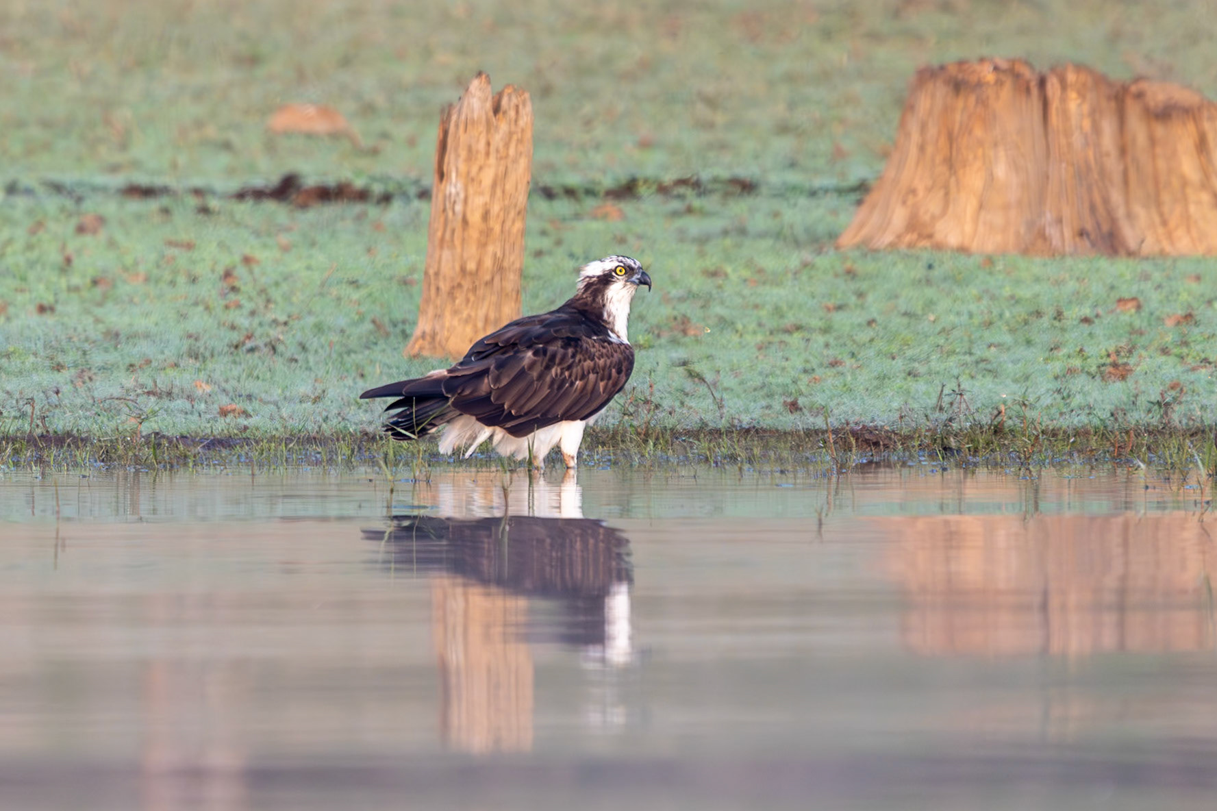 Osprey, Nagarahole, India