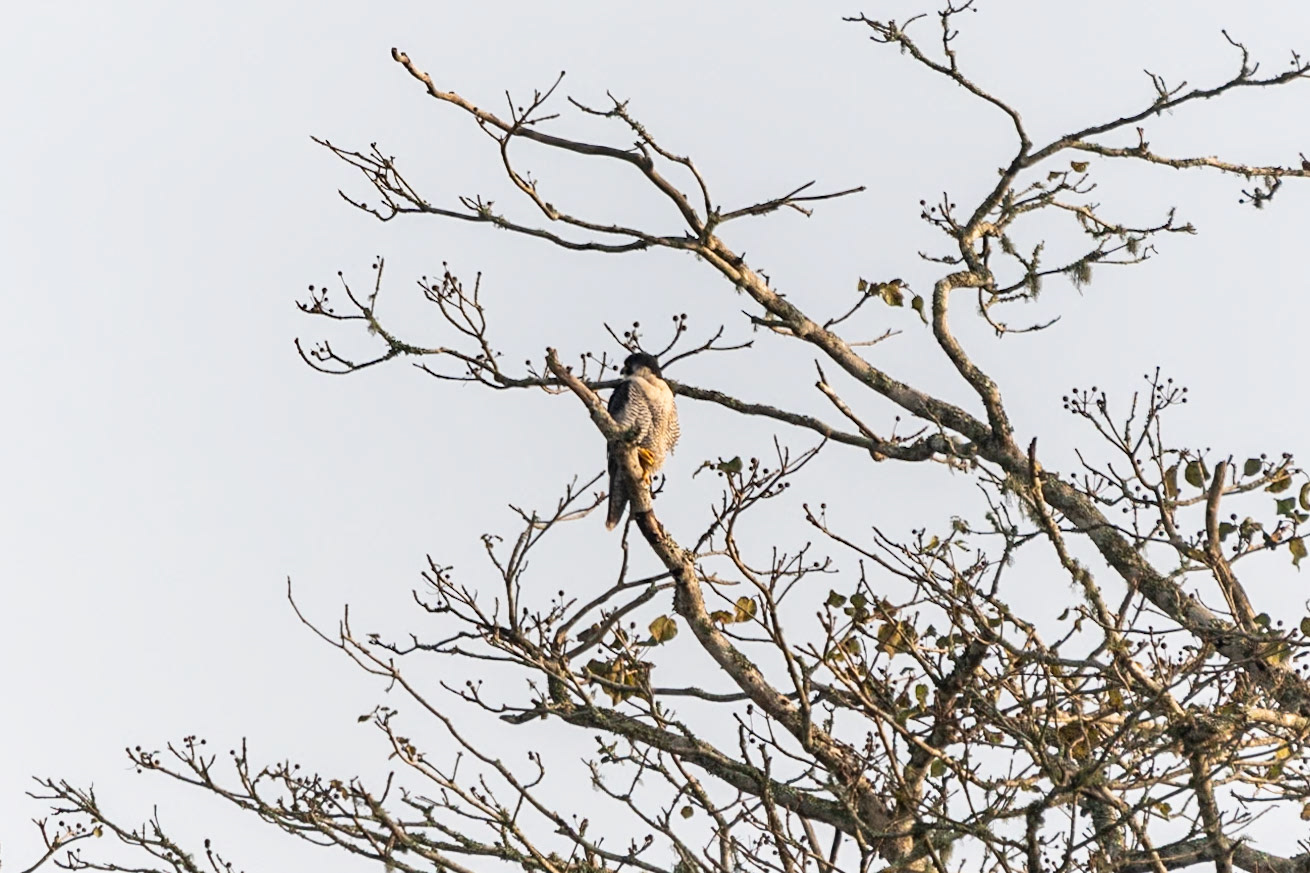 Shikra, Nagarahole