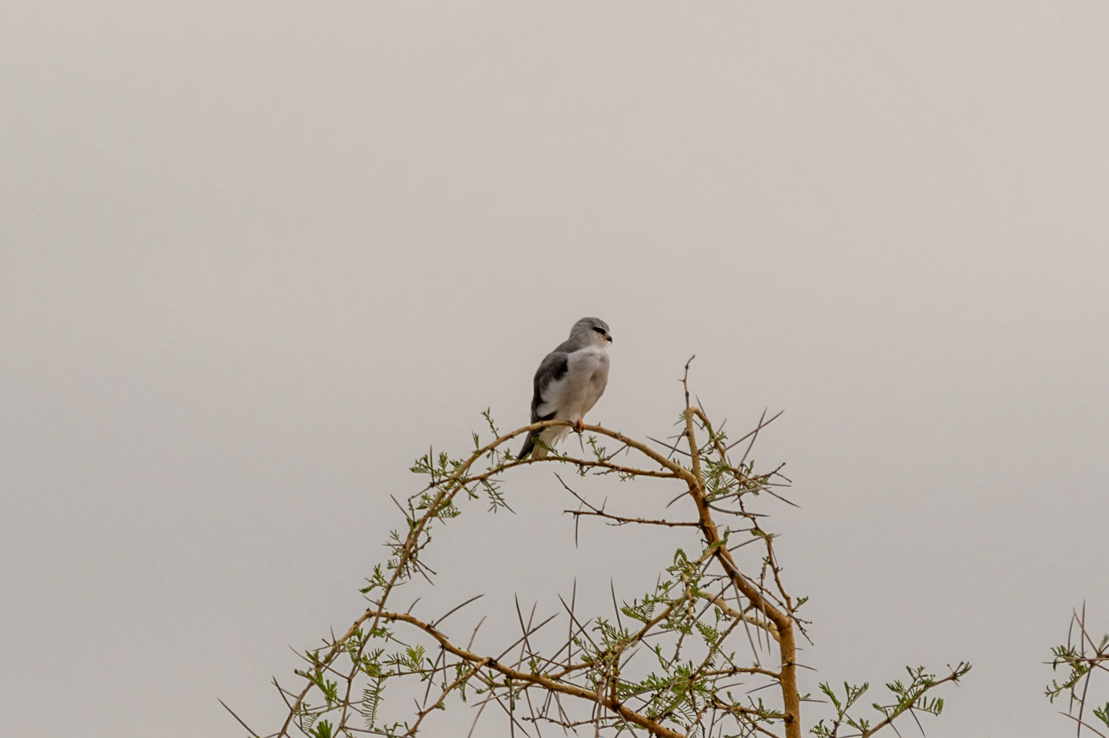 Black-winged Kite, Tarangire National Park