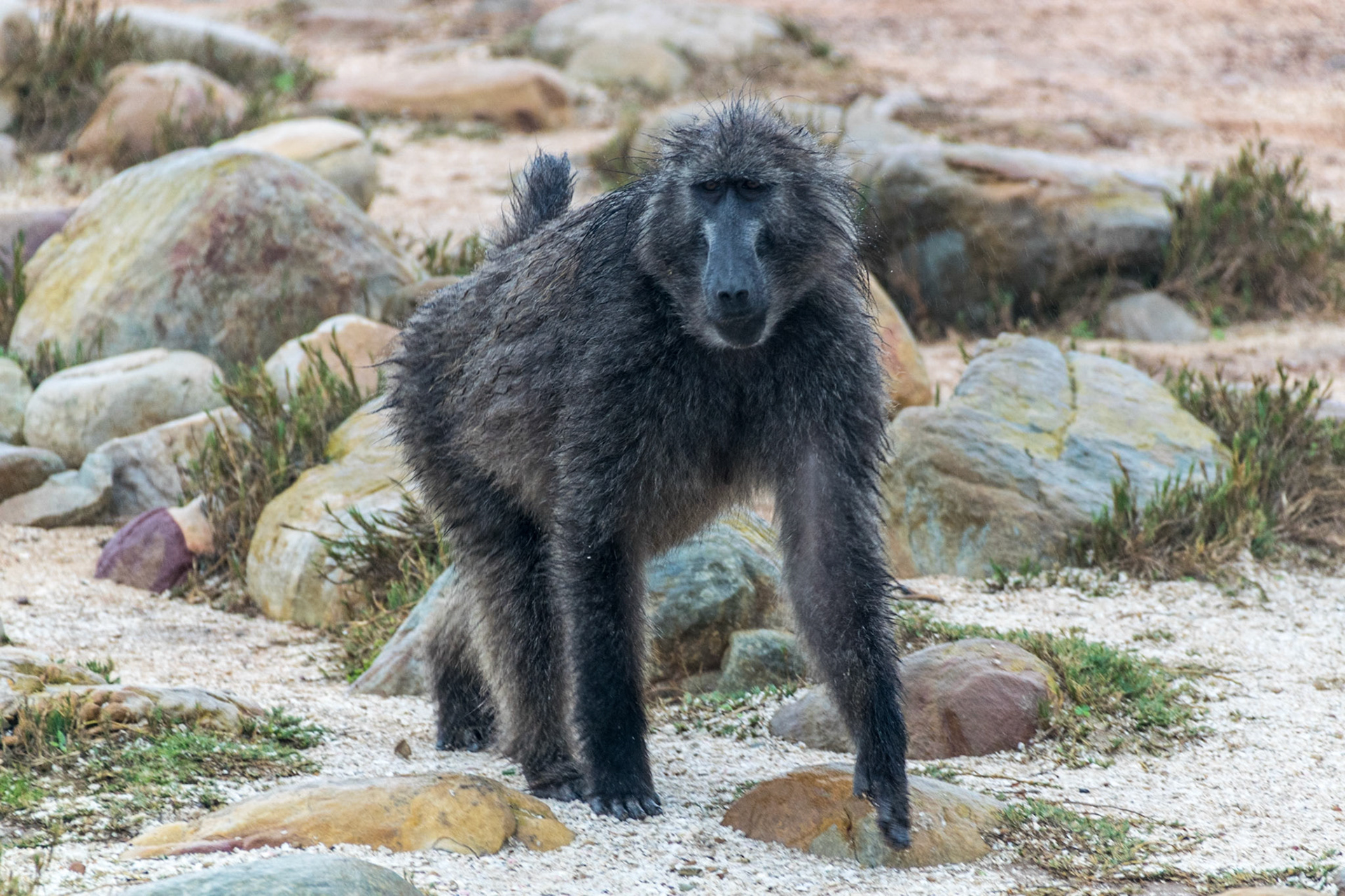 Baboon, Cape of Good Hope, South Africa