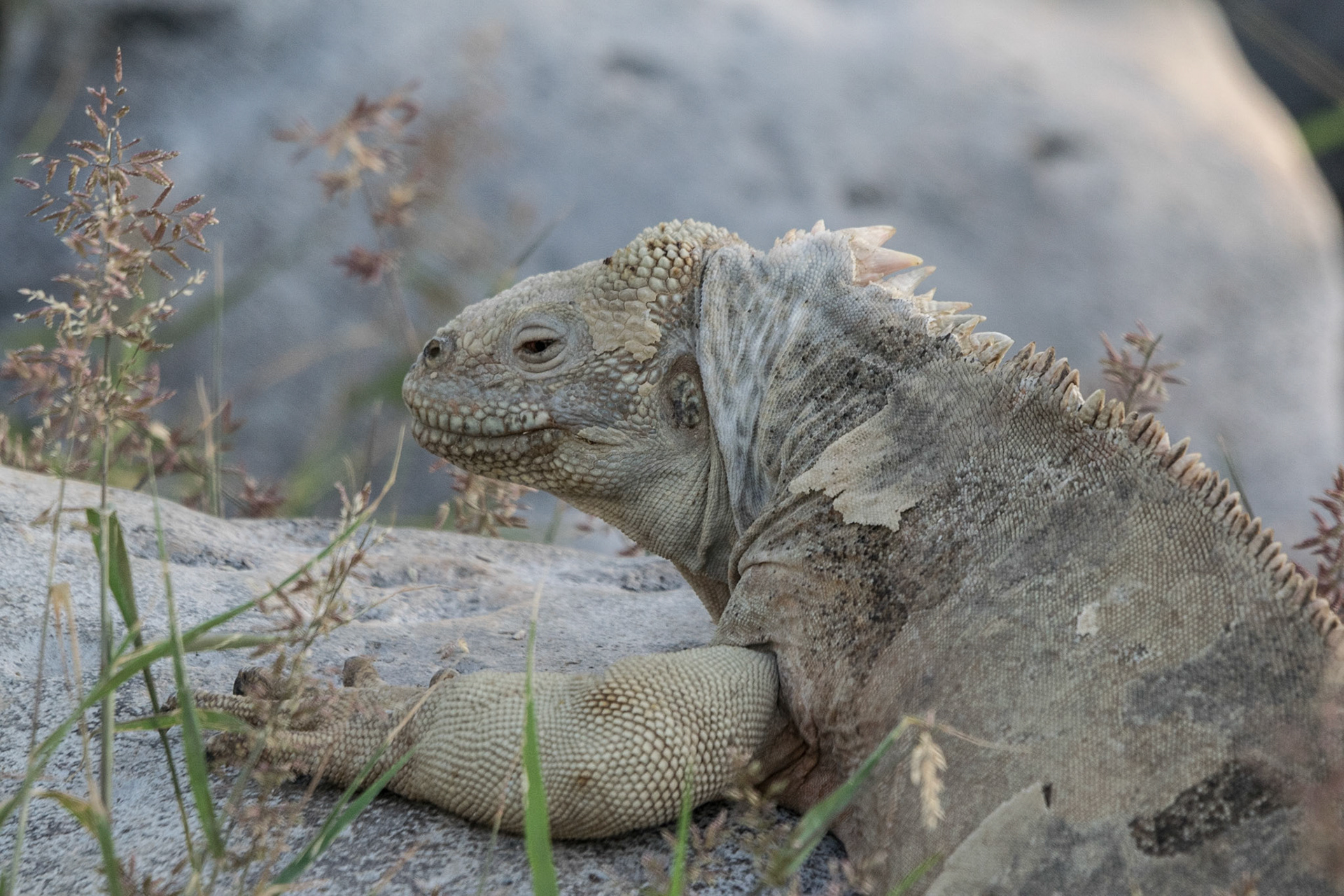 Land Iguana, Santa Fe