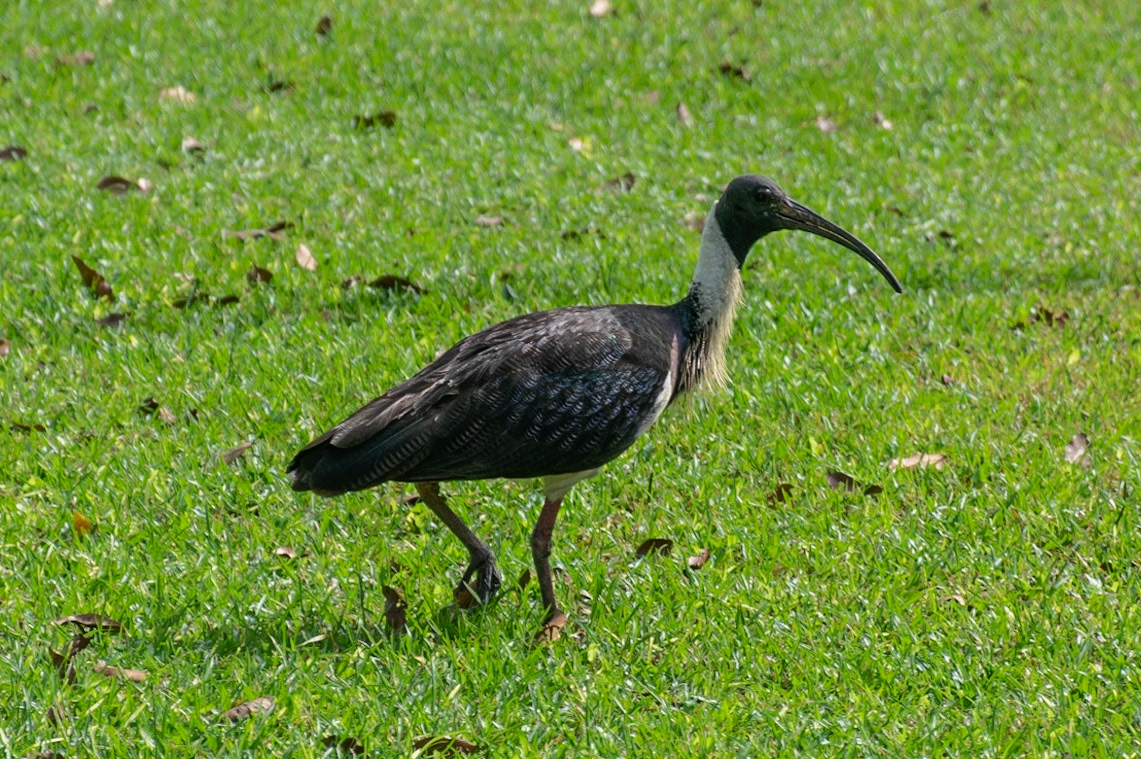 Straw-necked Ibis, Adelaide River, NT