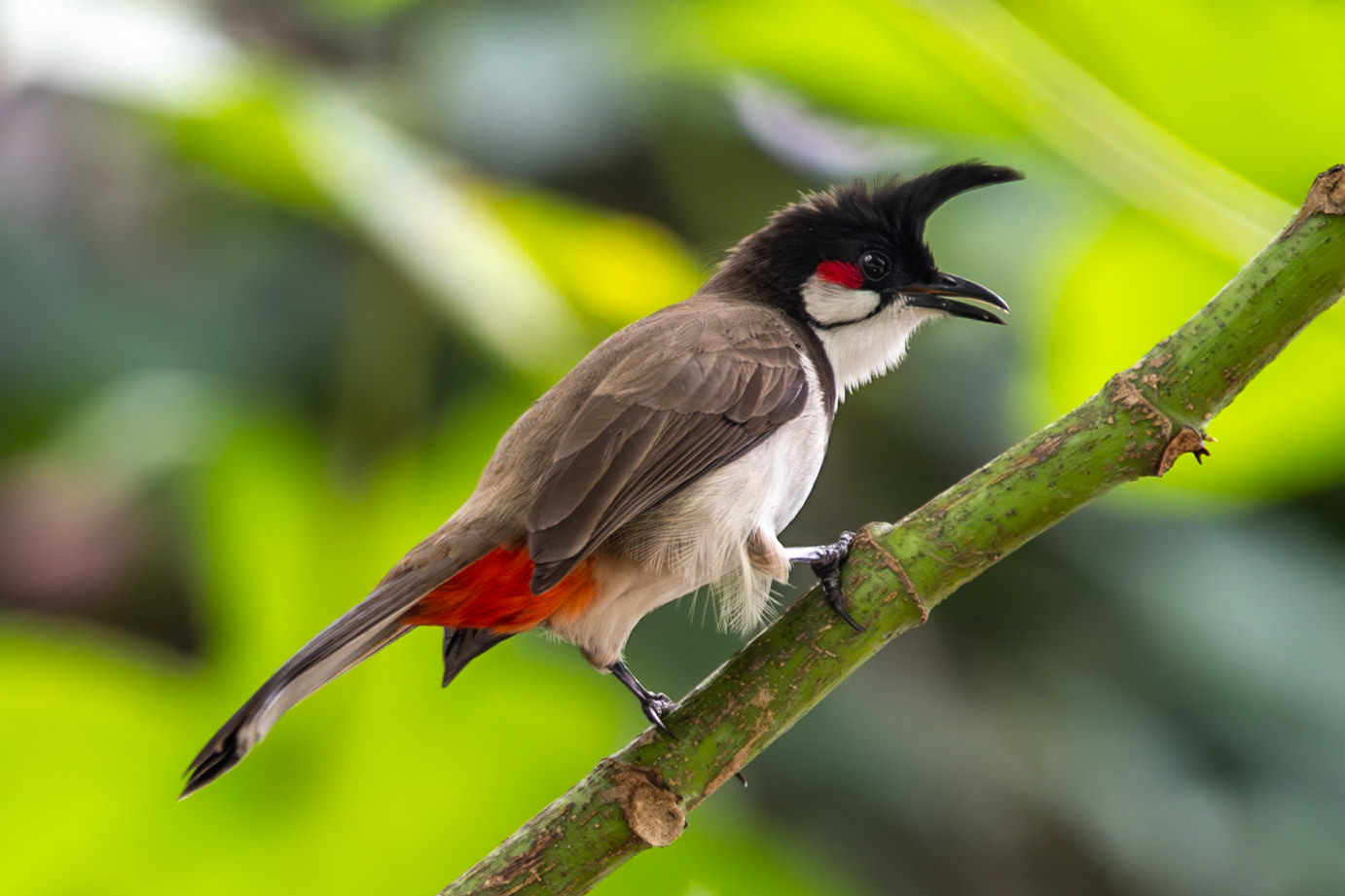Red-whiskered Bulbul, en route to Madurai