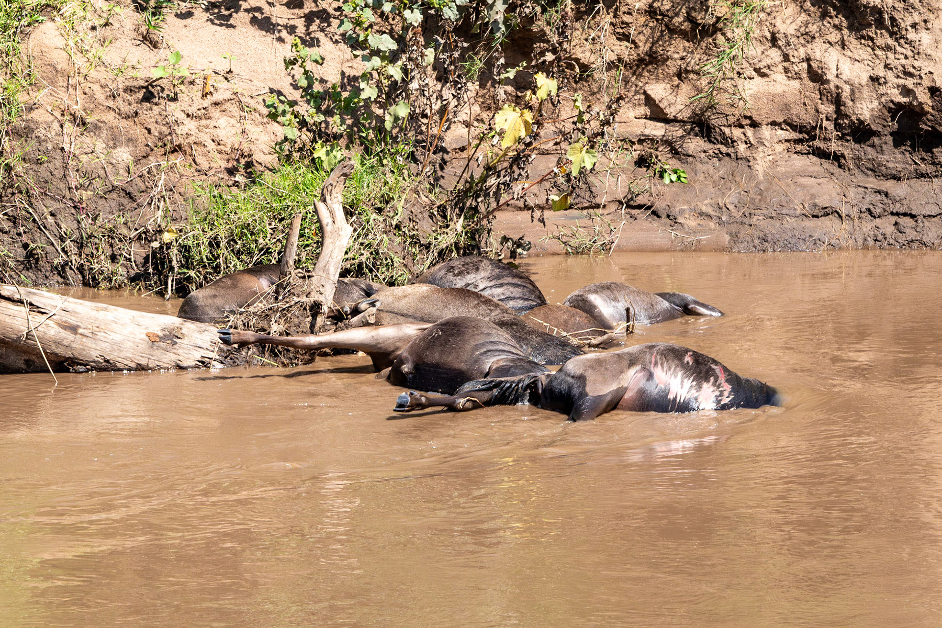 Carcasses of Wildebeests, Mara River, Maasai Mara