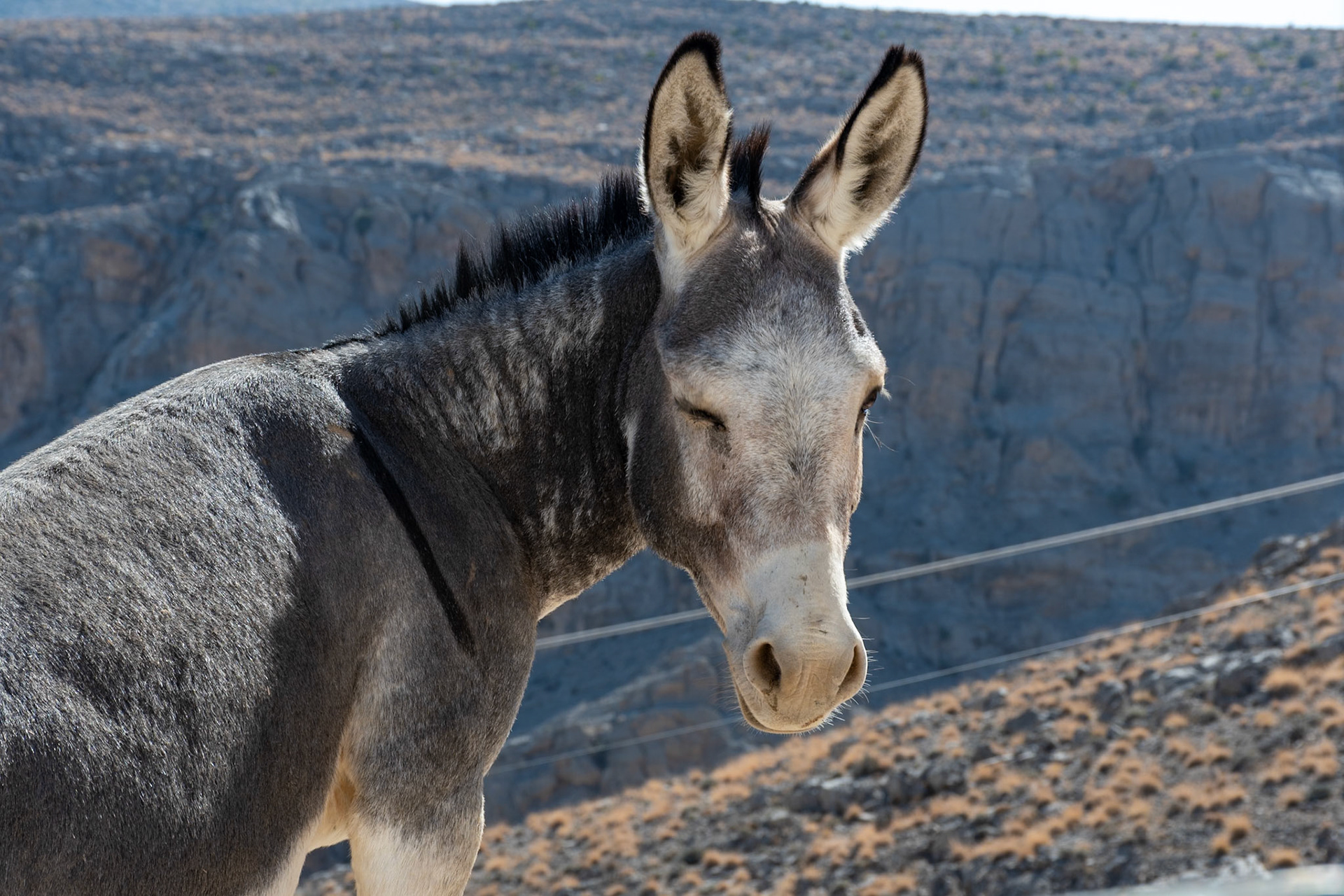 Donkey, Jebel Harim, Musandam