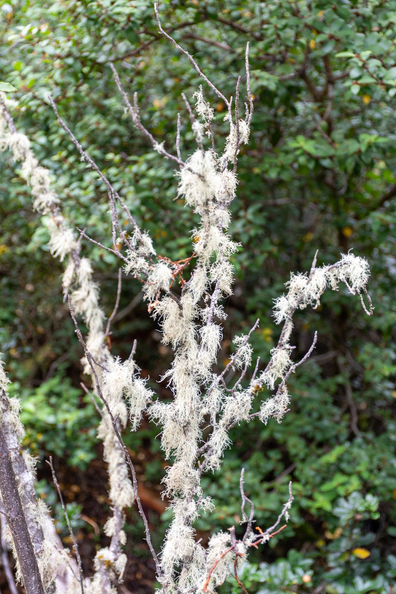 Tierra Del Fuego NP, Ushuaia