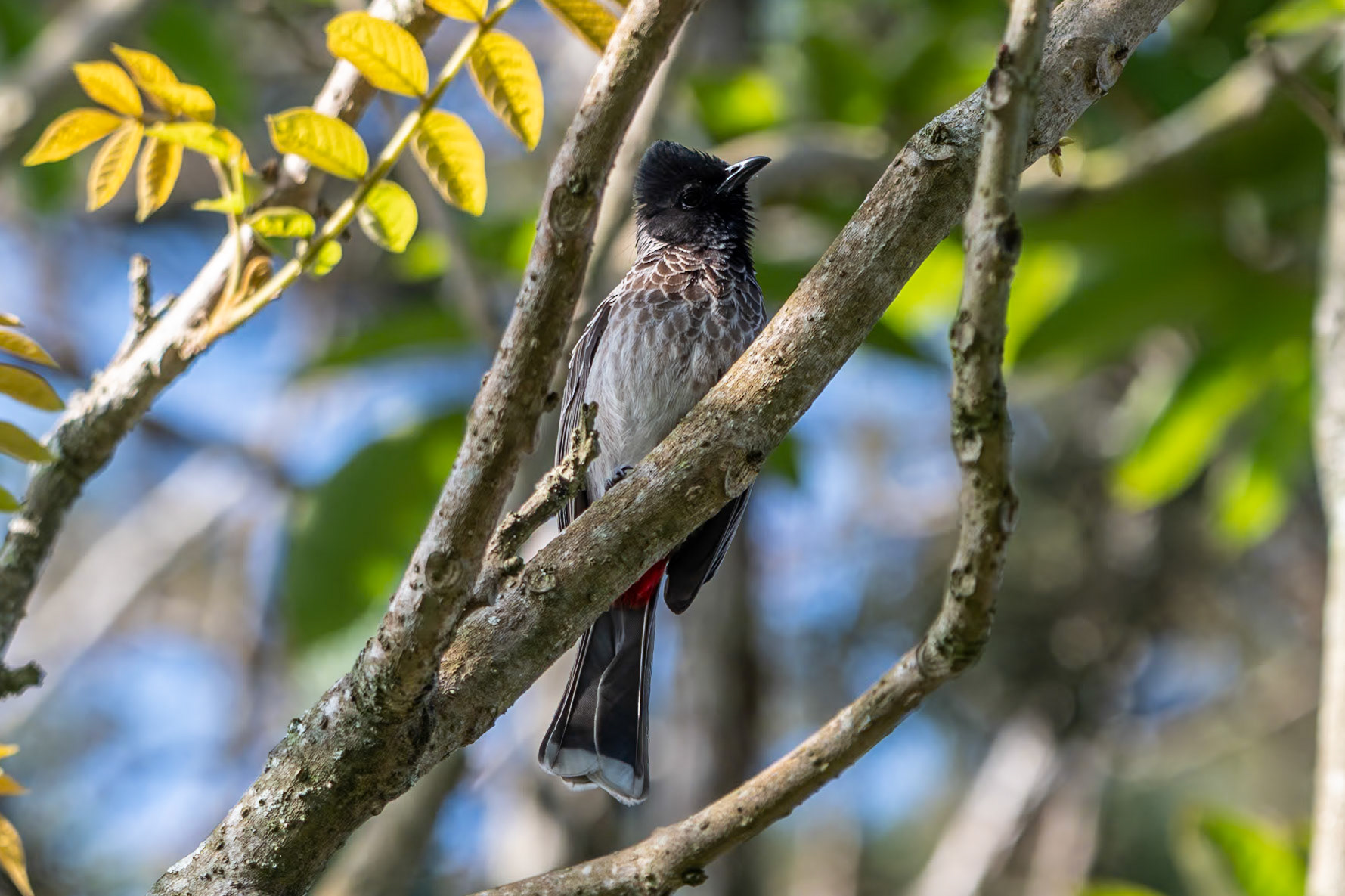 Red-vented Bulbul, Coonoor