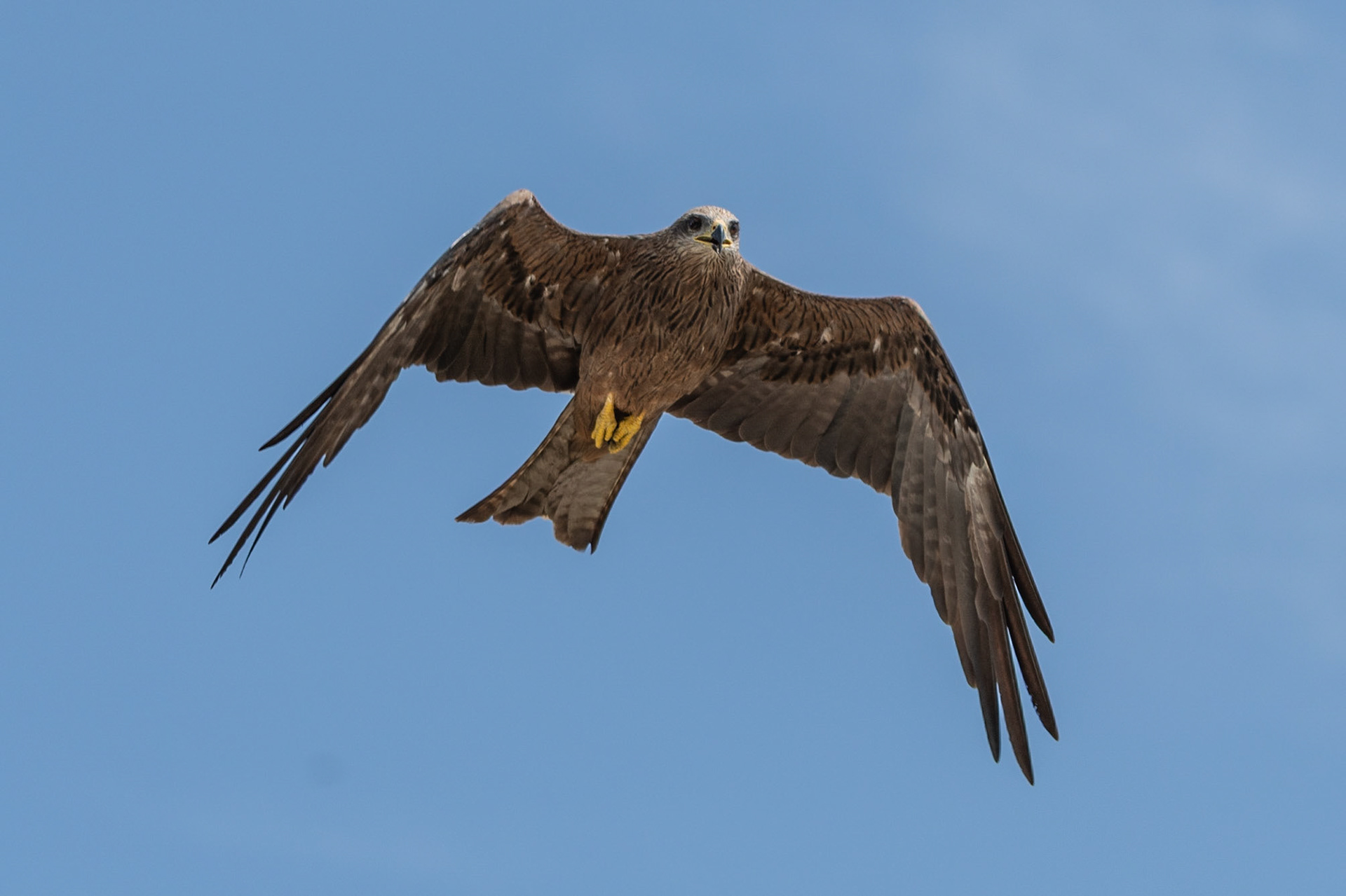 Black Kite, Adelaide River, Northern Territories, Australia
