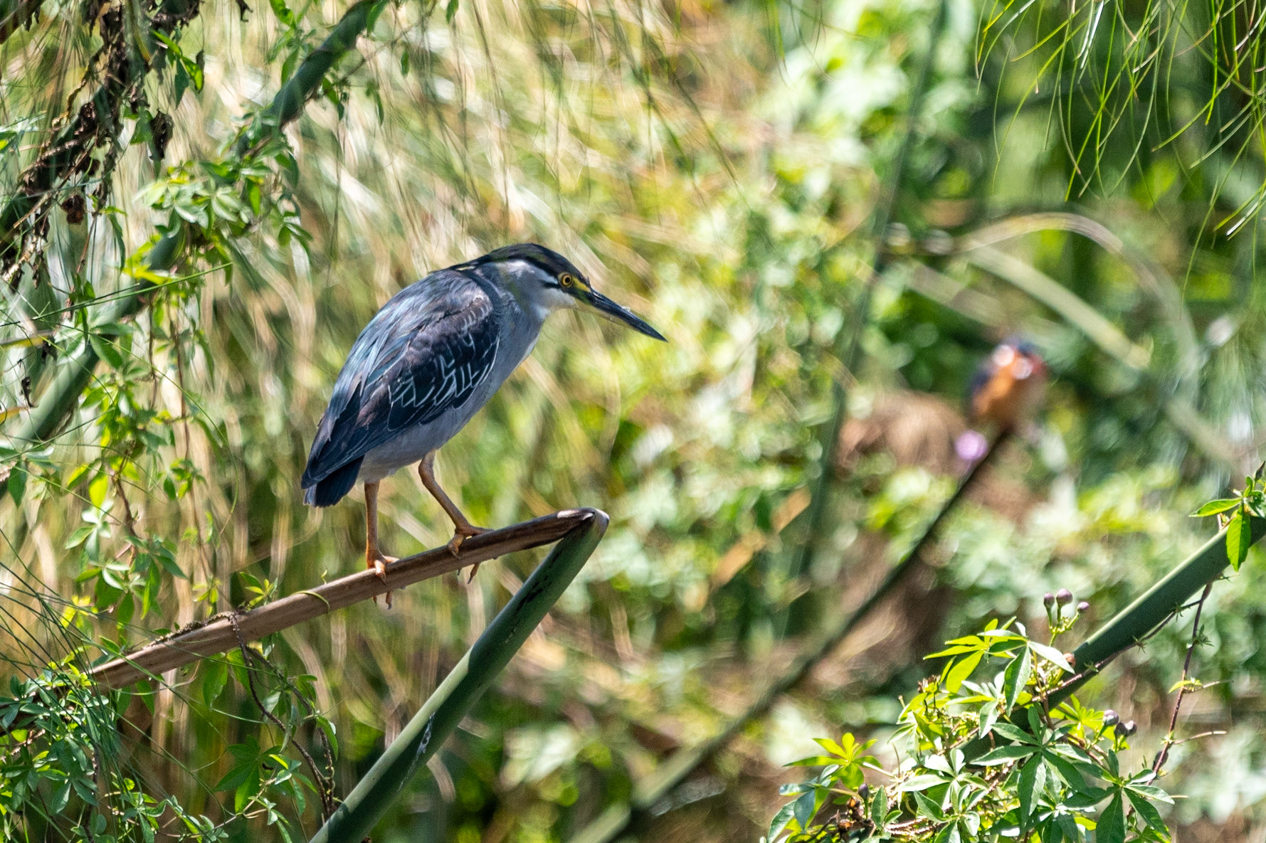 Striated Heron, Lake Naivasha