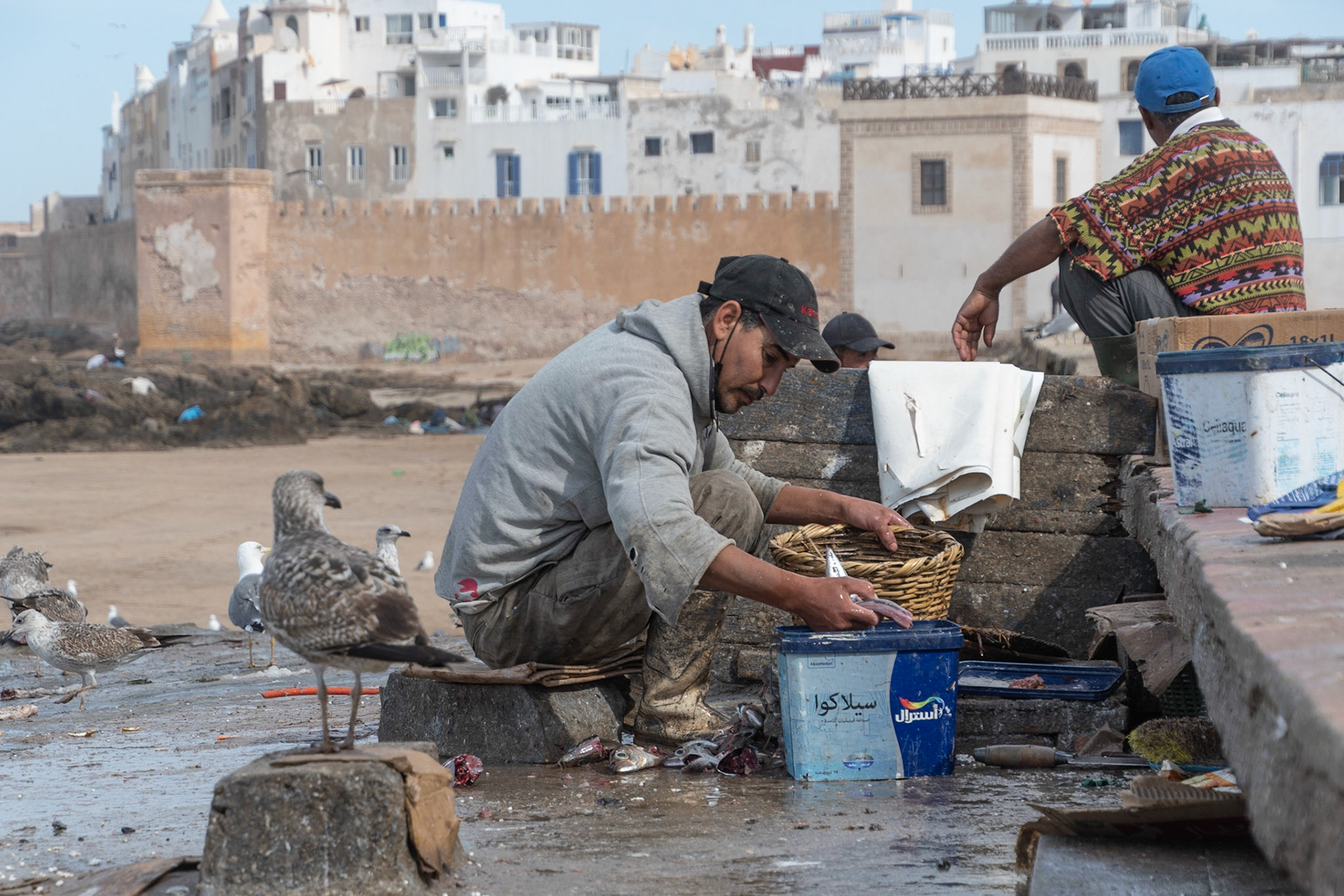 Cleaning fish, Essaouira, Morocco