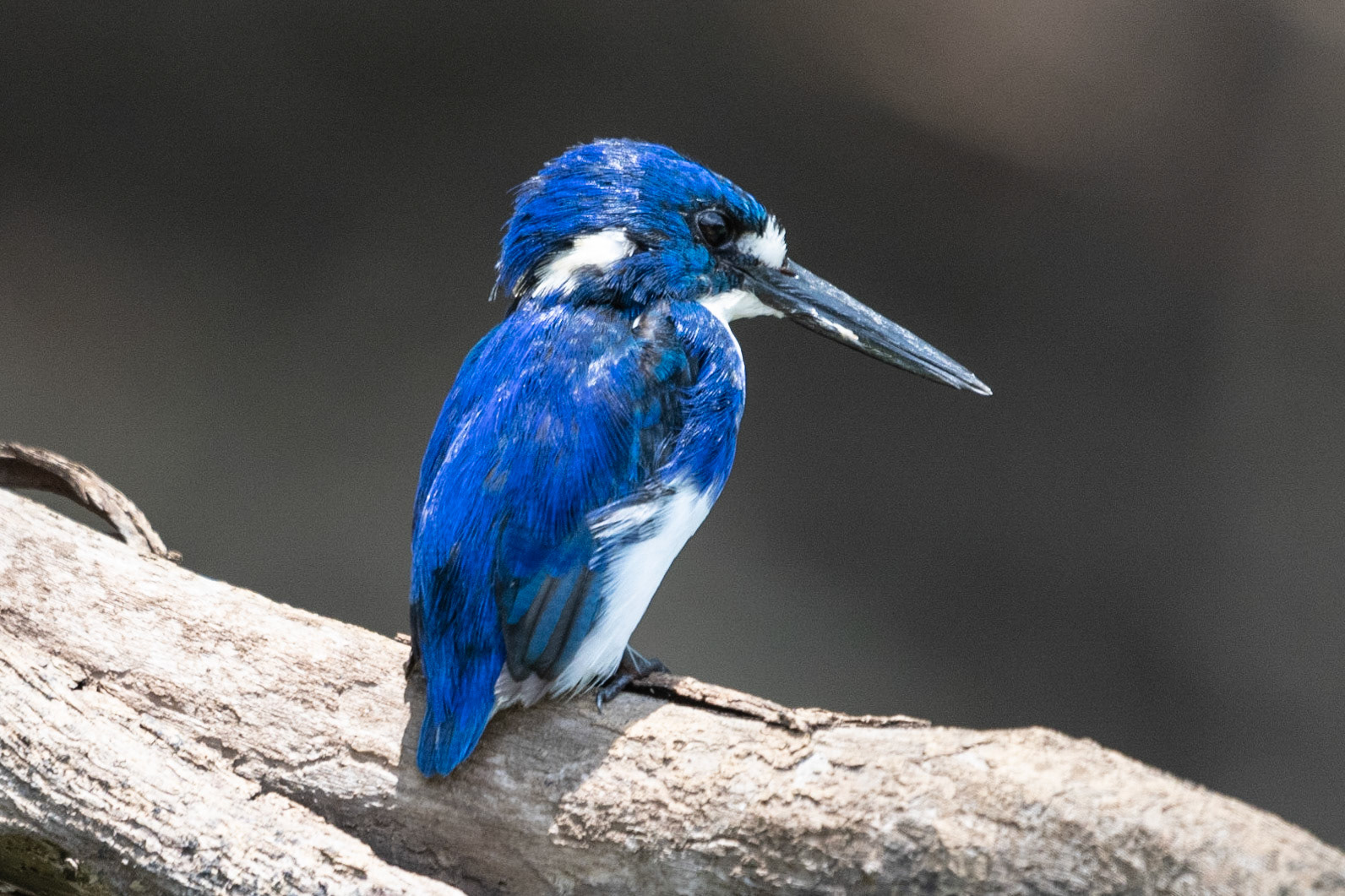 Little Kingfisher, Yellow Water Billabong, NT