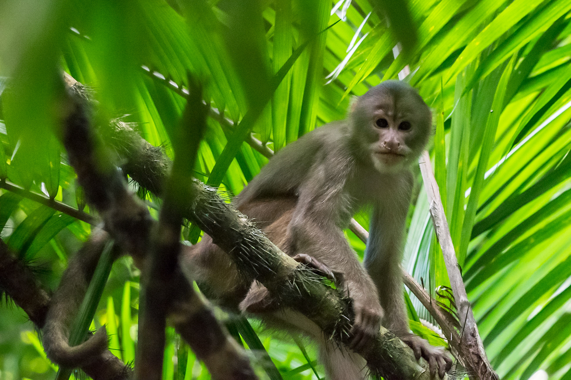 White-fronted Capuchin Monkey, Napo, Ecuador