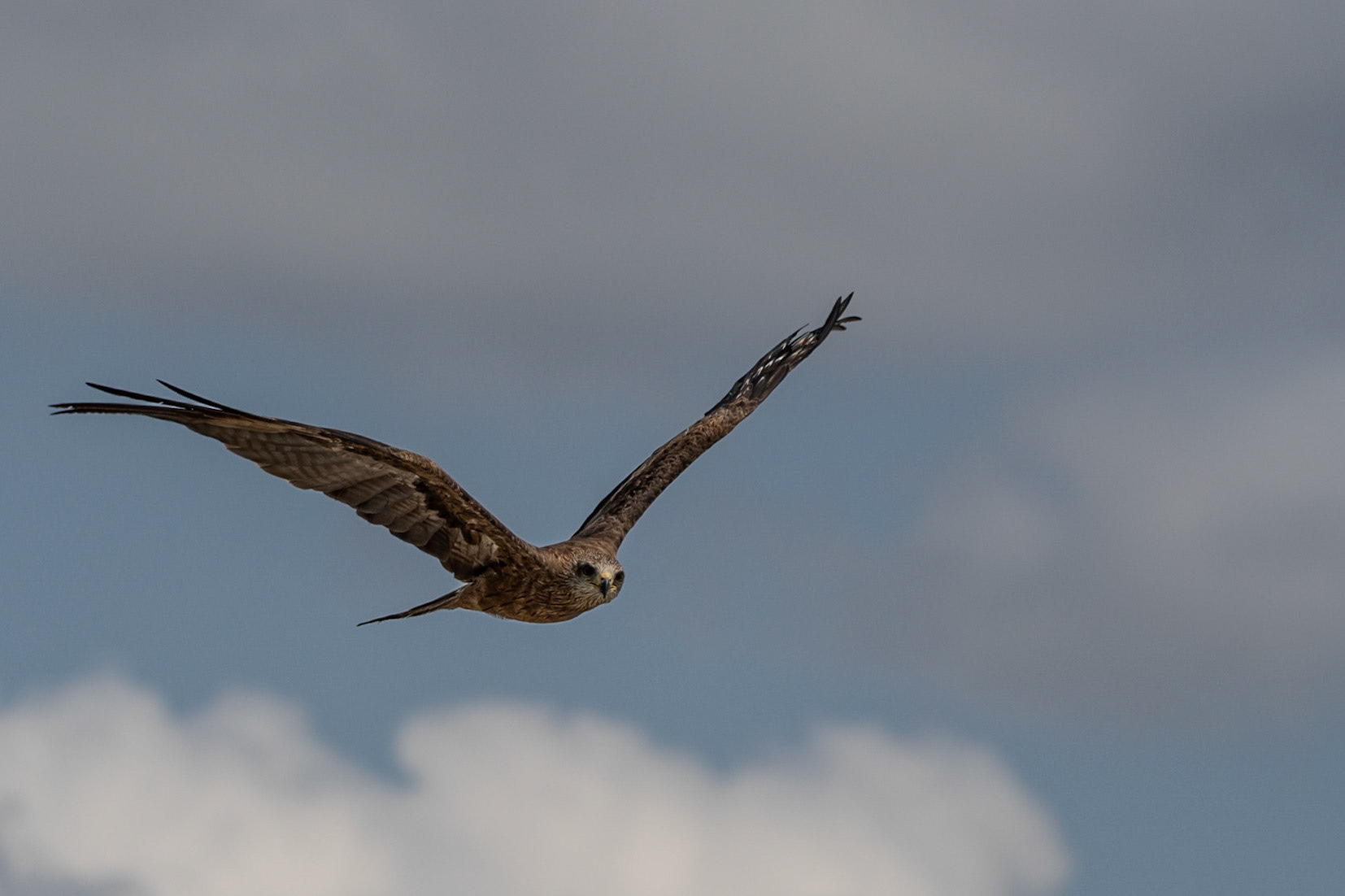 Black Kite, Adelaide River, Northern Territories, Australia