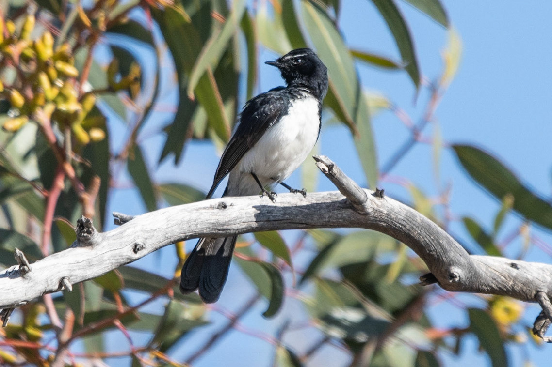 Willie Wagtail, Flinders Ranges, SA