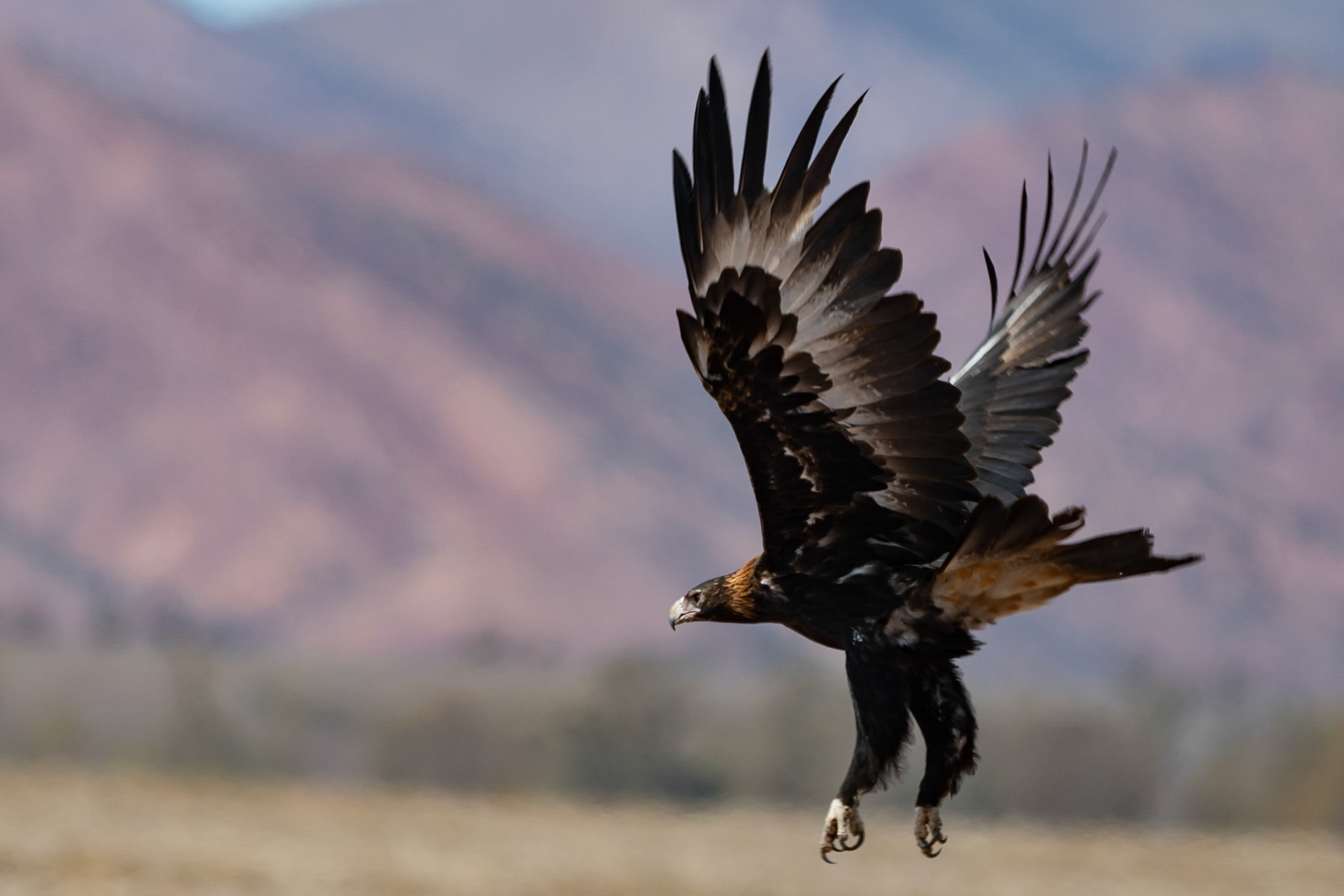 Wedge-tailed Eagle, Flinders Ranges, South Australia