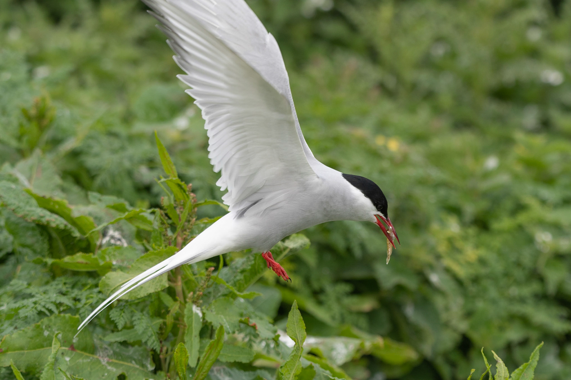 Artic Tern, Farne Islands, United Kingdom