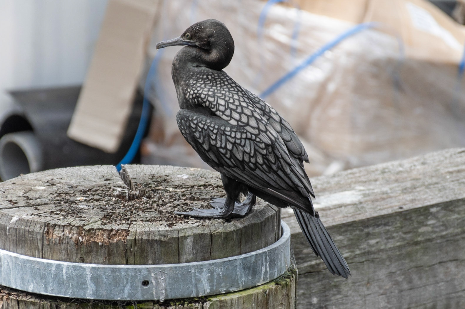Great Cormorant, Sydney, NSW