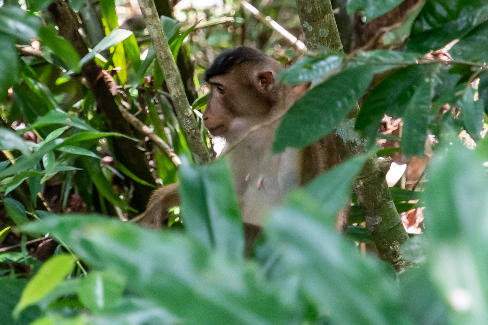 Southern pig-tailed macaque, Sepilok Conservation Centre, Malaysia