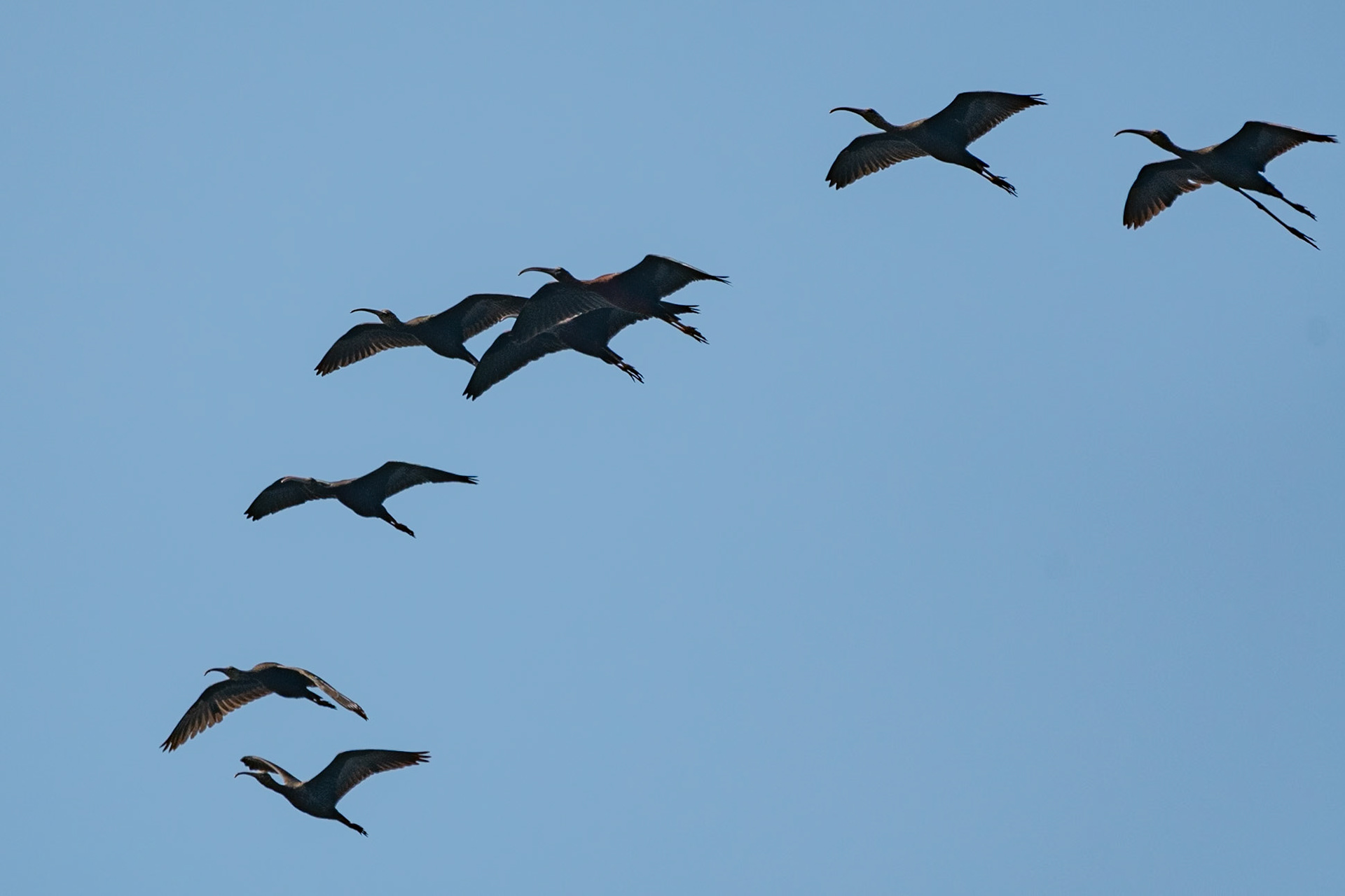 Glossy Ibis, Backwaters, Alleppey
