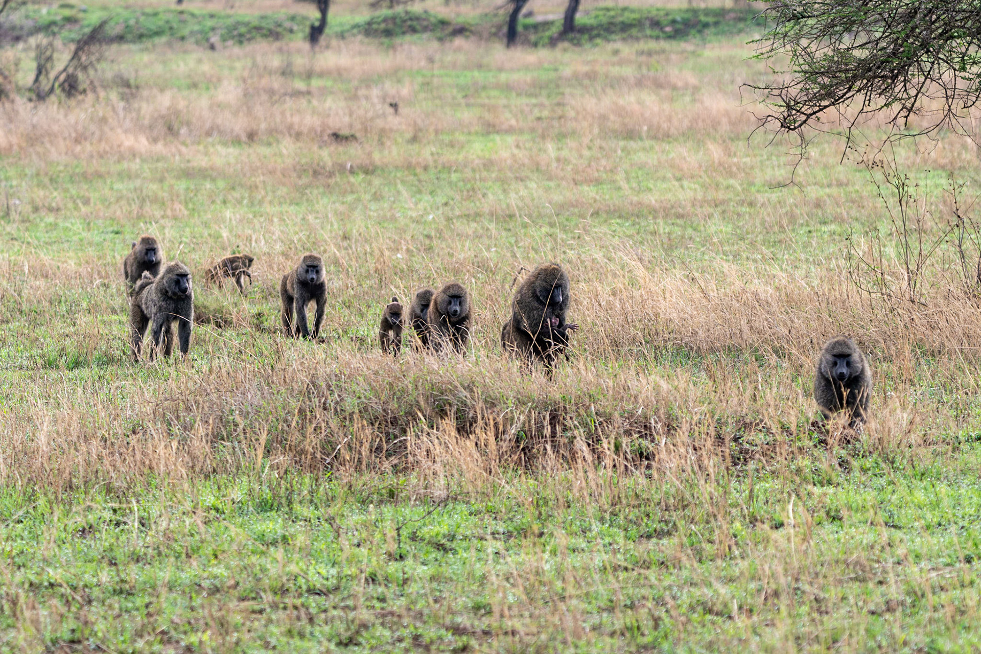 Baboons, Serengeti, Tanzania