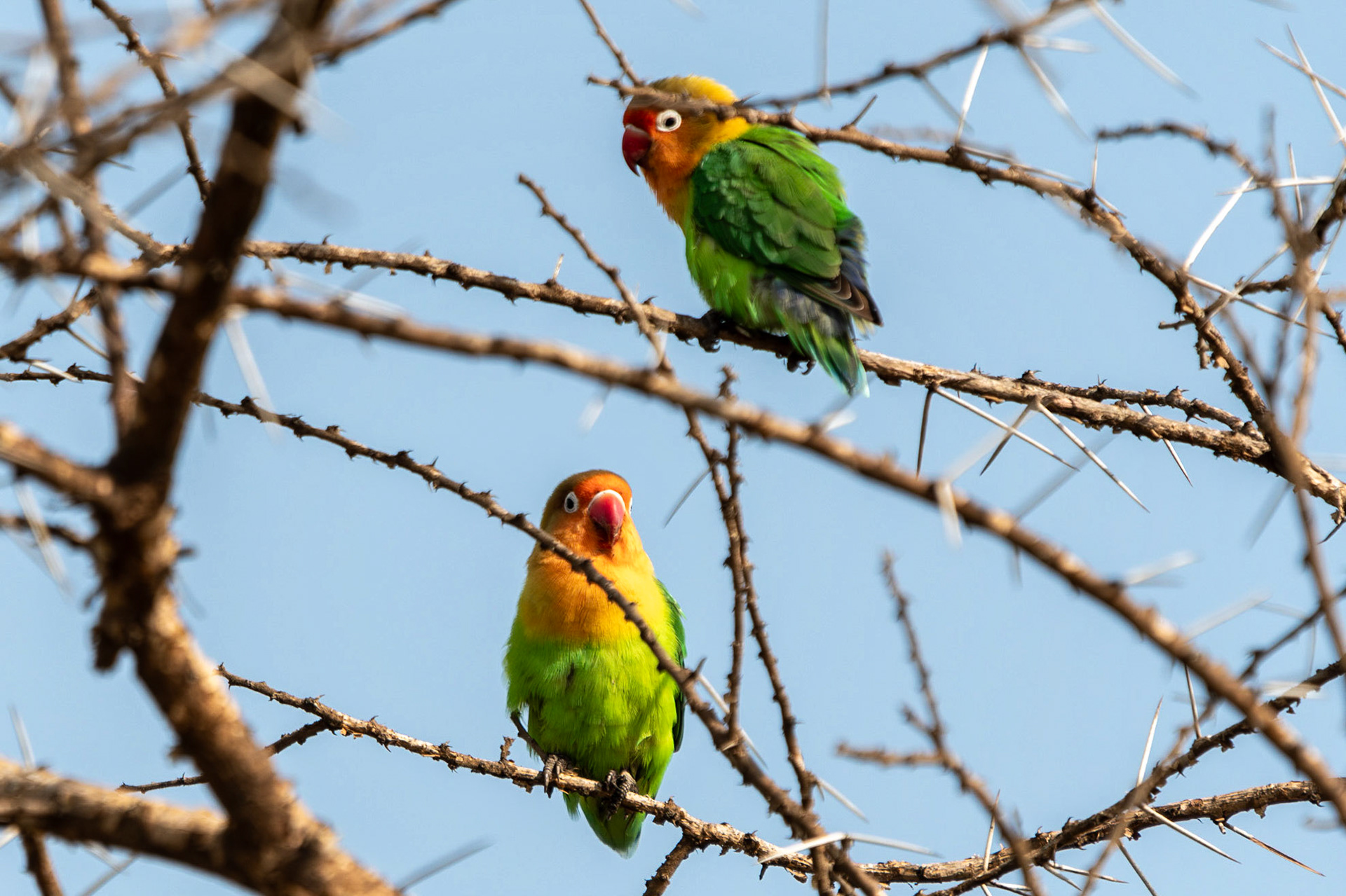 Fischer's Lovebird, Serengeti