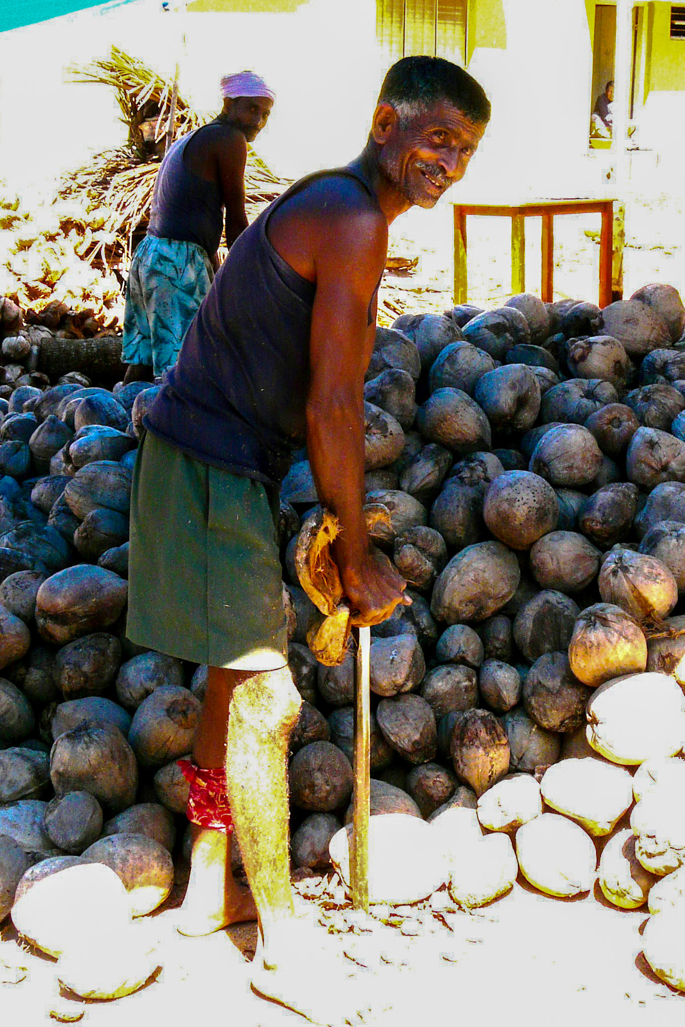 Man dehusking coconuts, near Bangalore, India