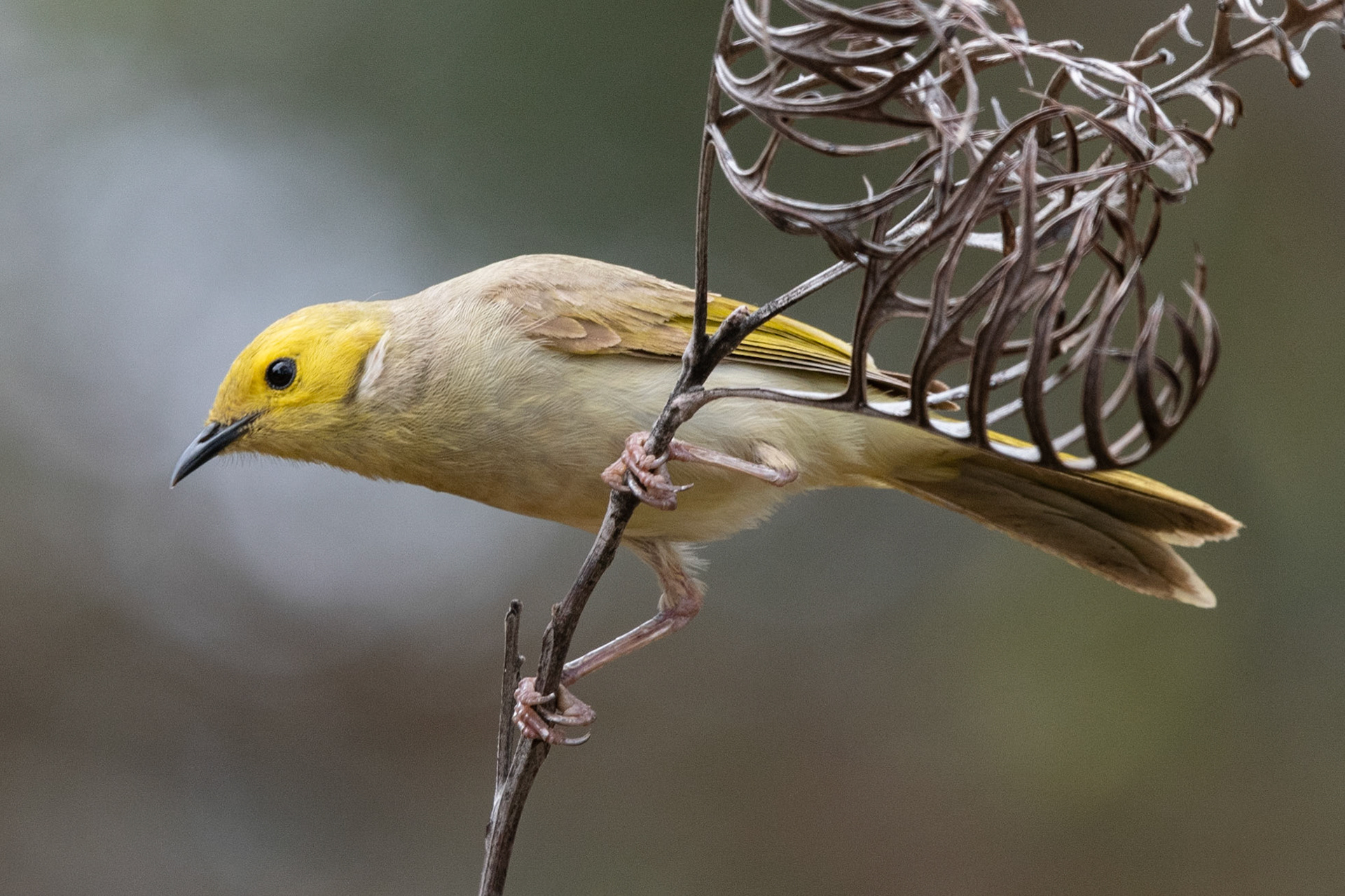 White-plumed Honeyeater, Yulara, NT
