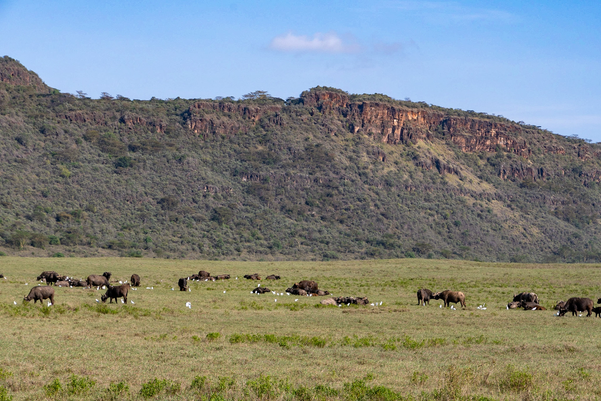 Buffalo with Cattle Egrets, Lake Nakuru National Park