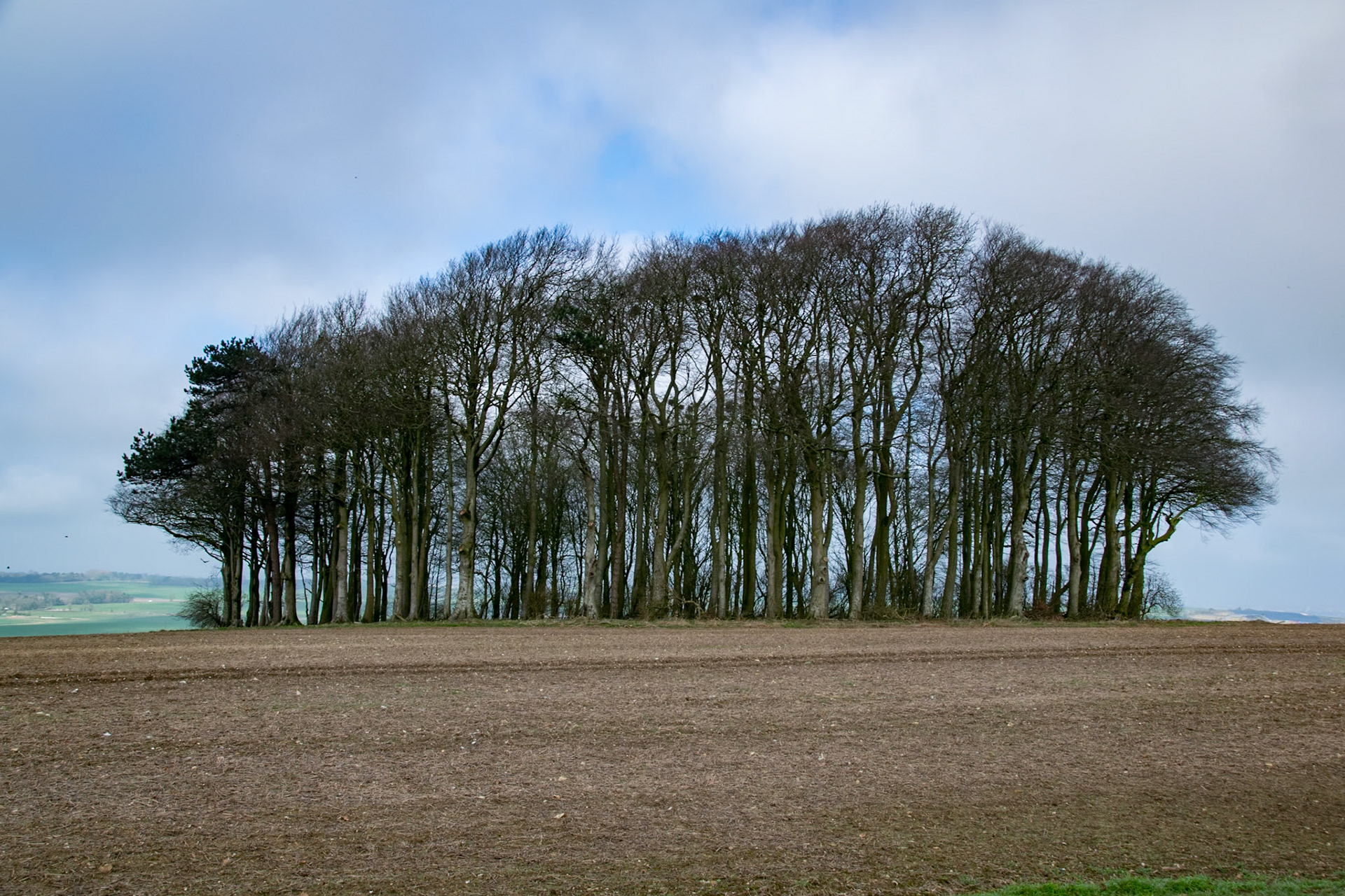 Trees at Hackpen Hill, Winterbourne
